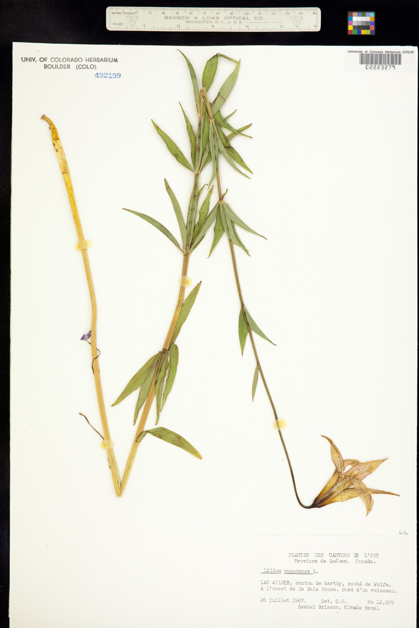 Lilium canadense image