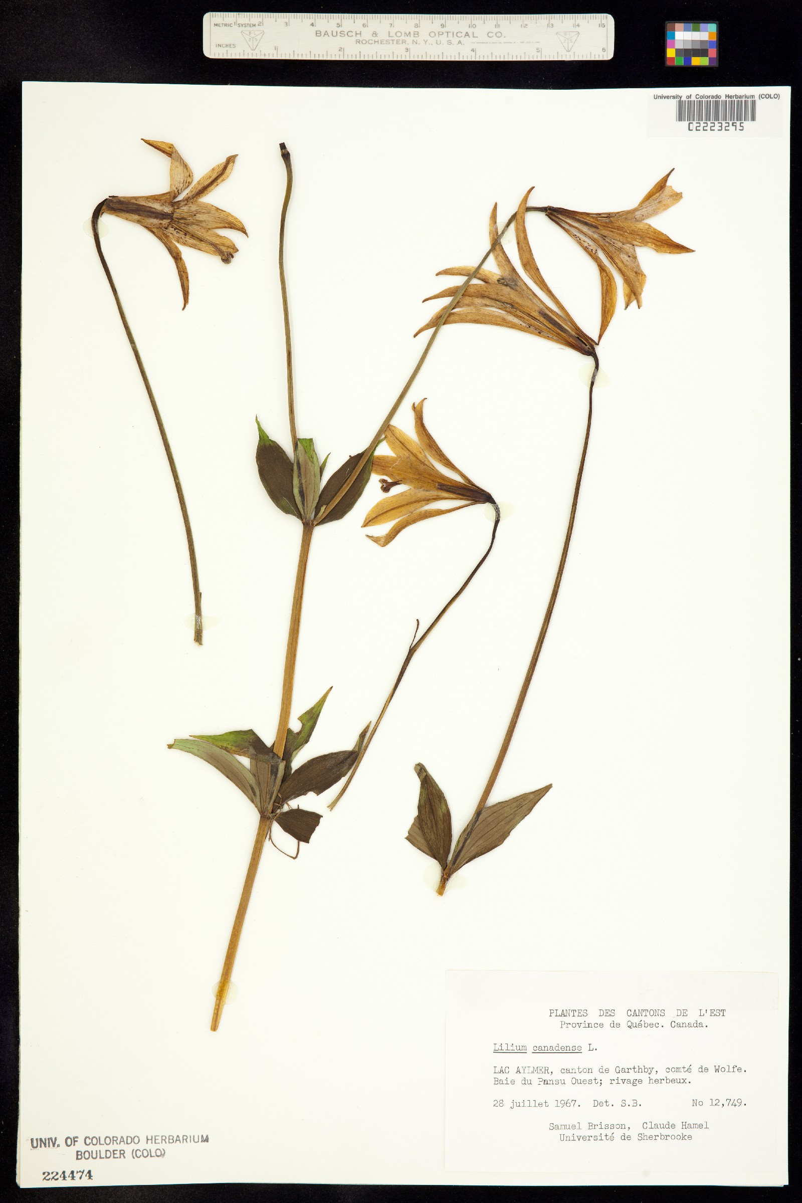 Lilium canadense image