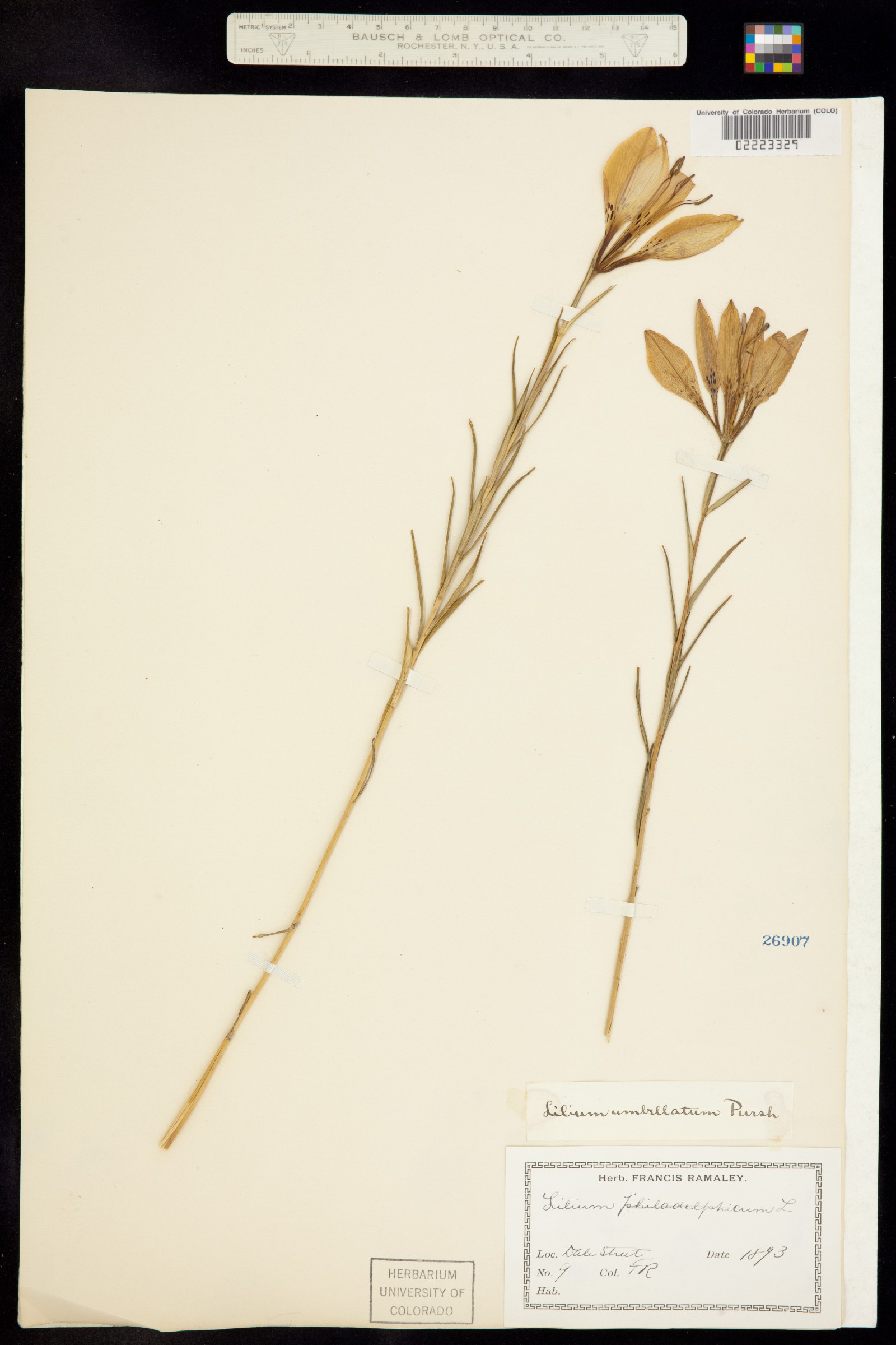 Lilium philadelphicum image
