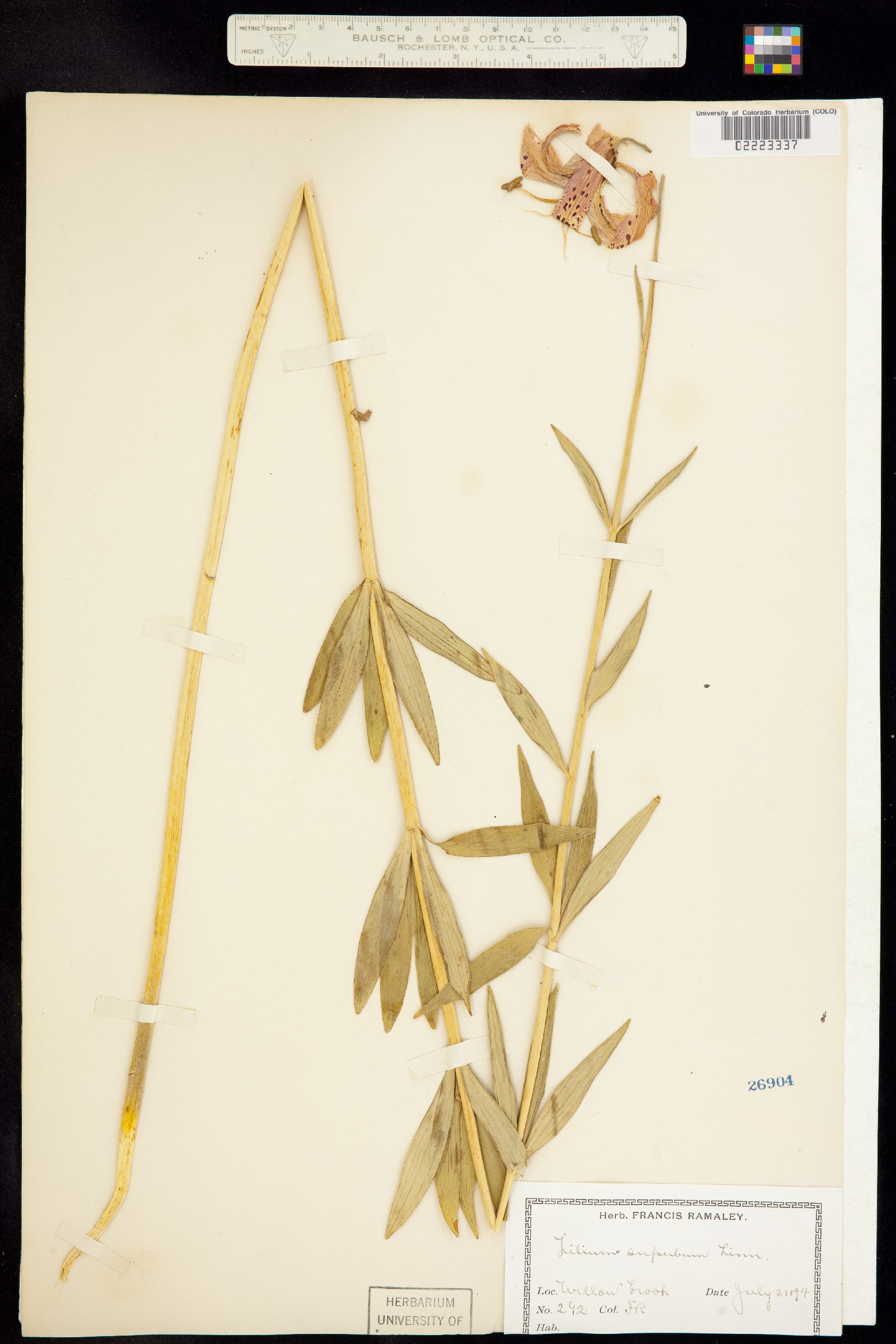 Lilium superbum image