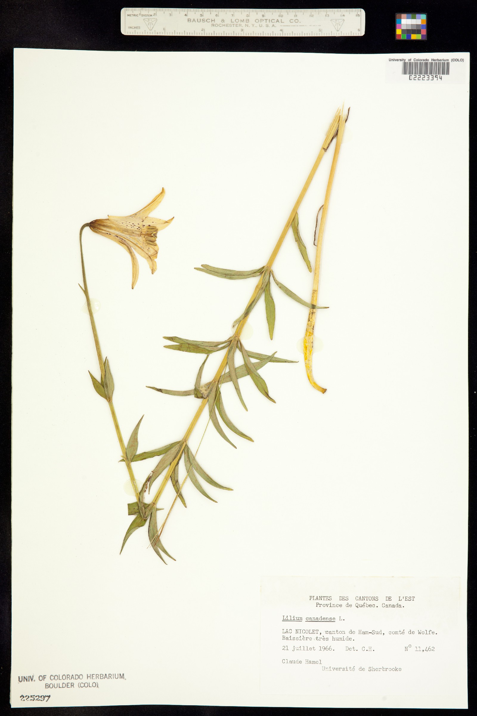 Lilium canadense image