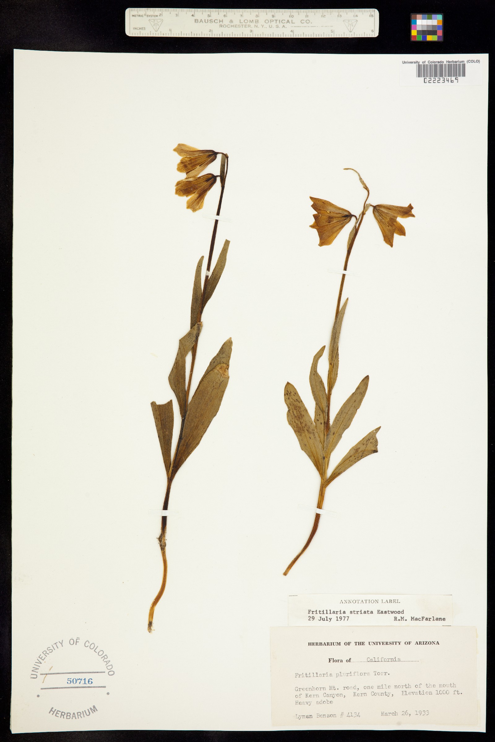 Fritillaria pluriflora image