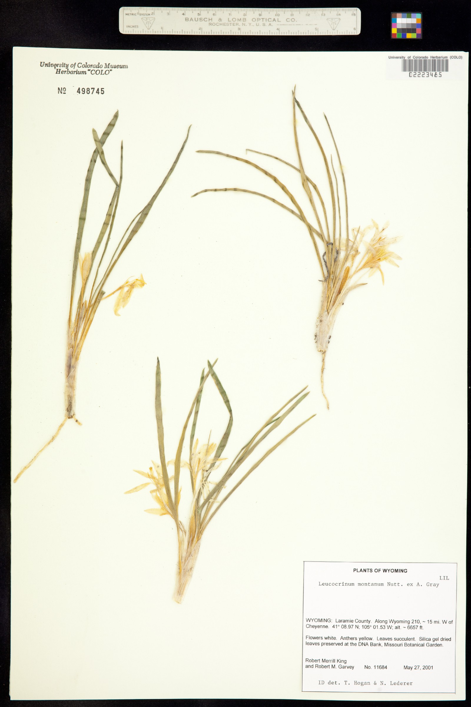 Leucocrinum image