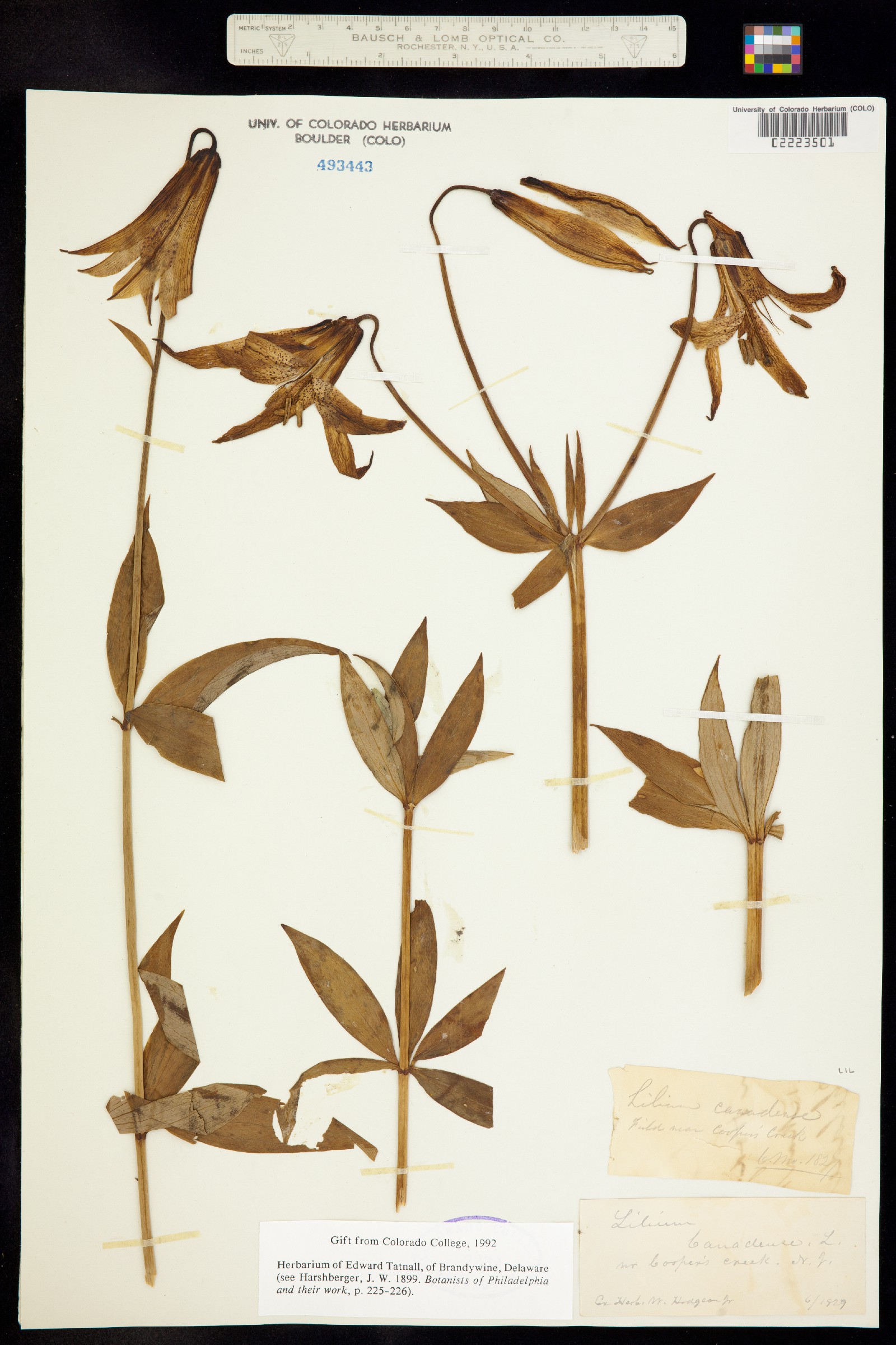 Lilium canadense image