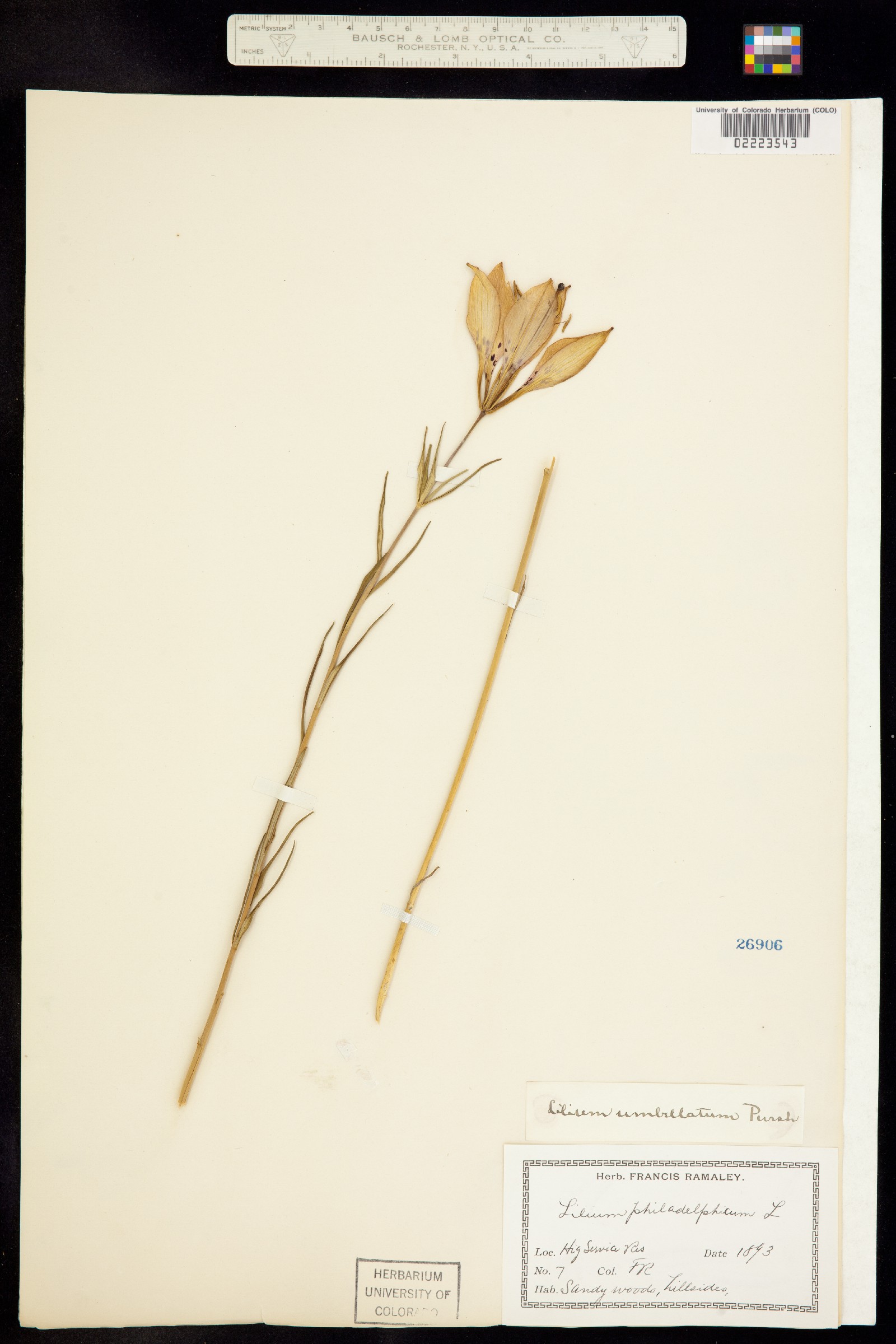 Lilium philadelphicum image