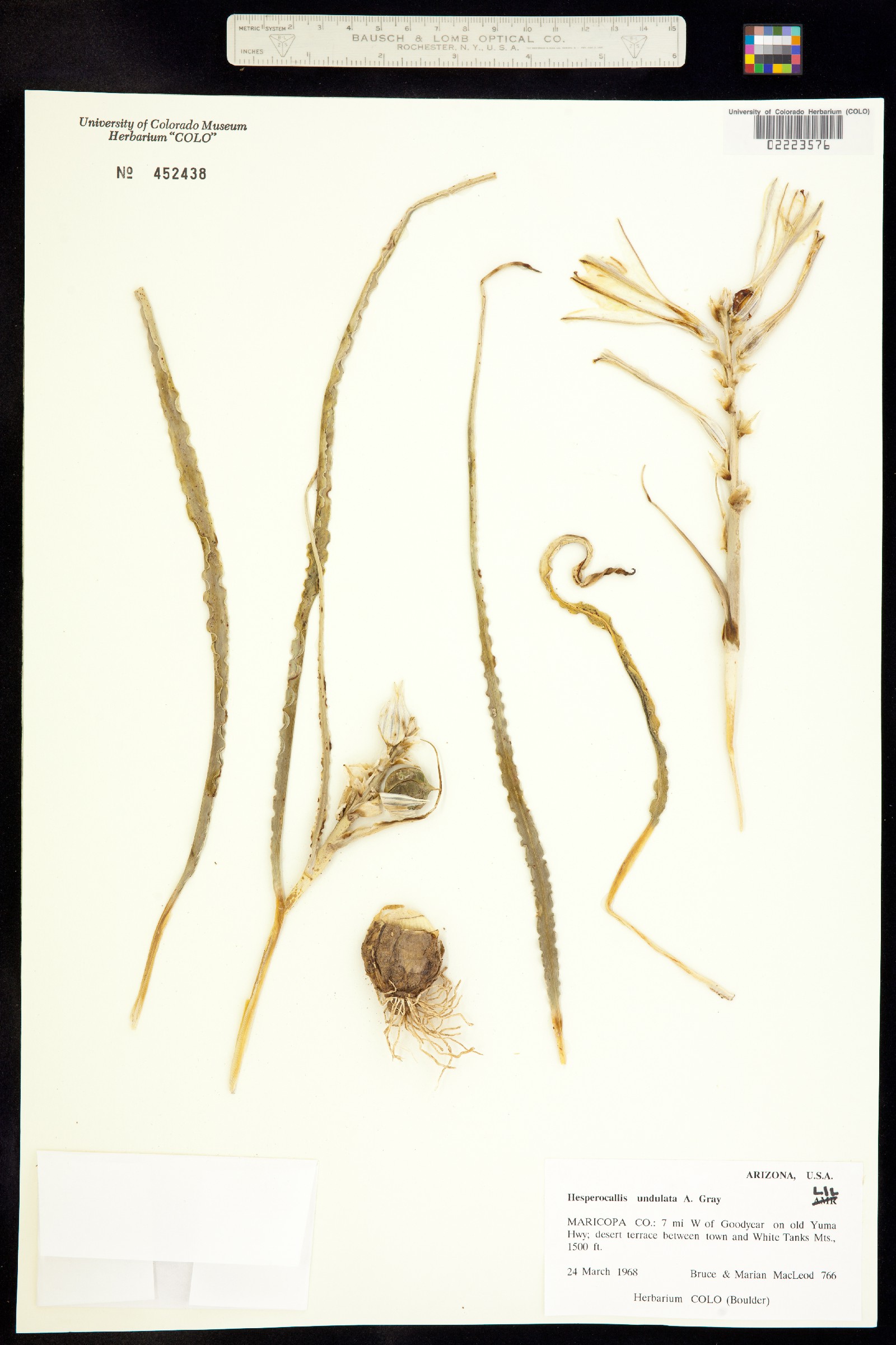 Hesperocallis undulata image