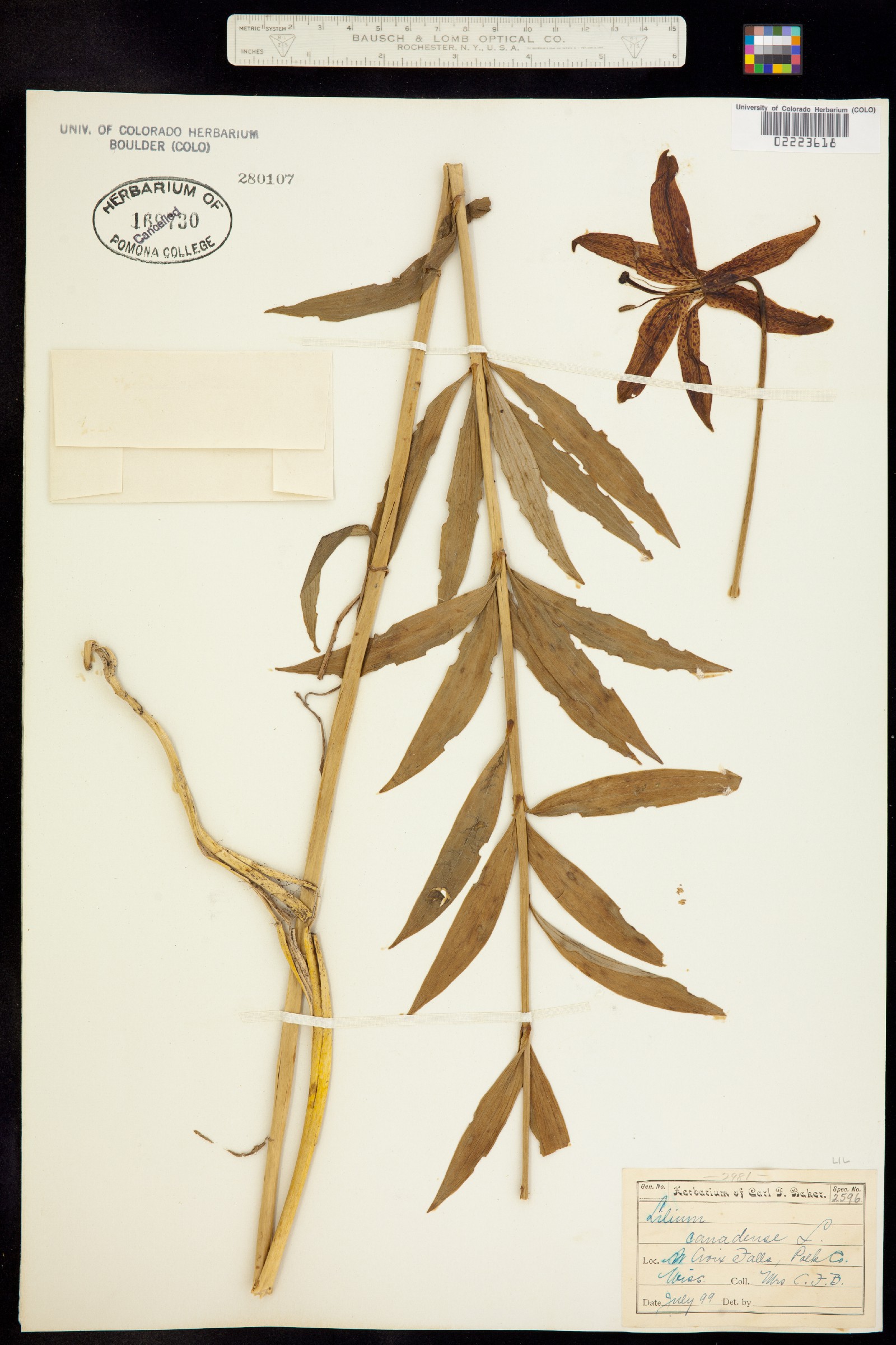 Lilium canadense image