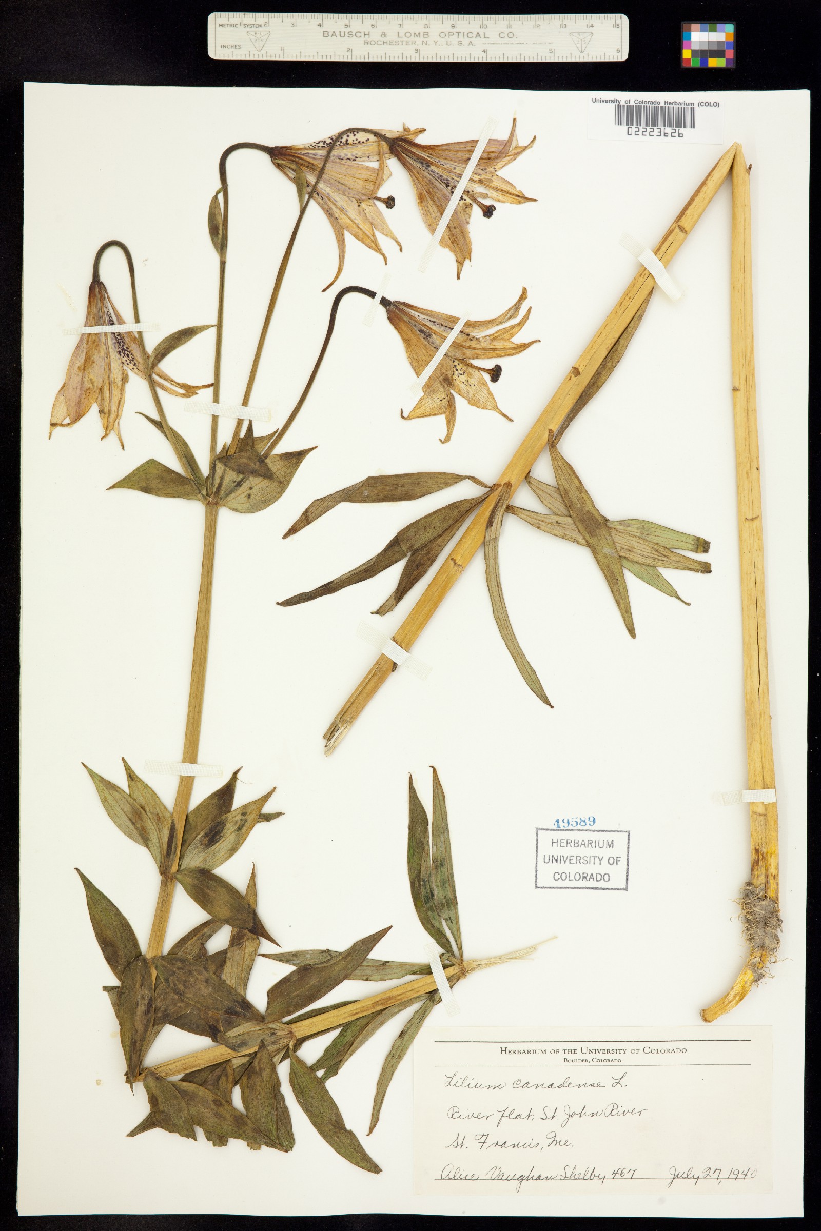 Lilium canadense image