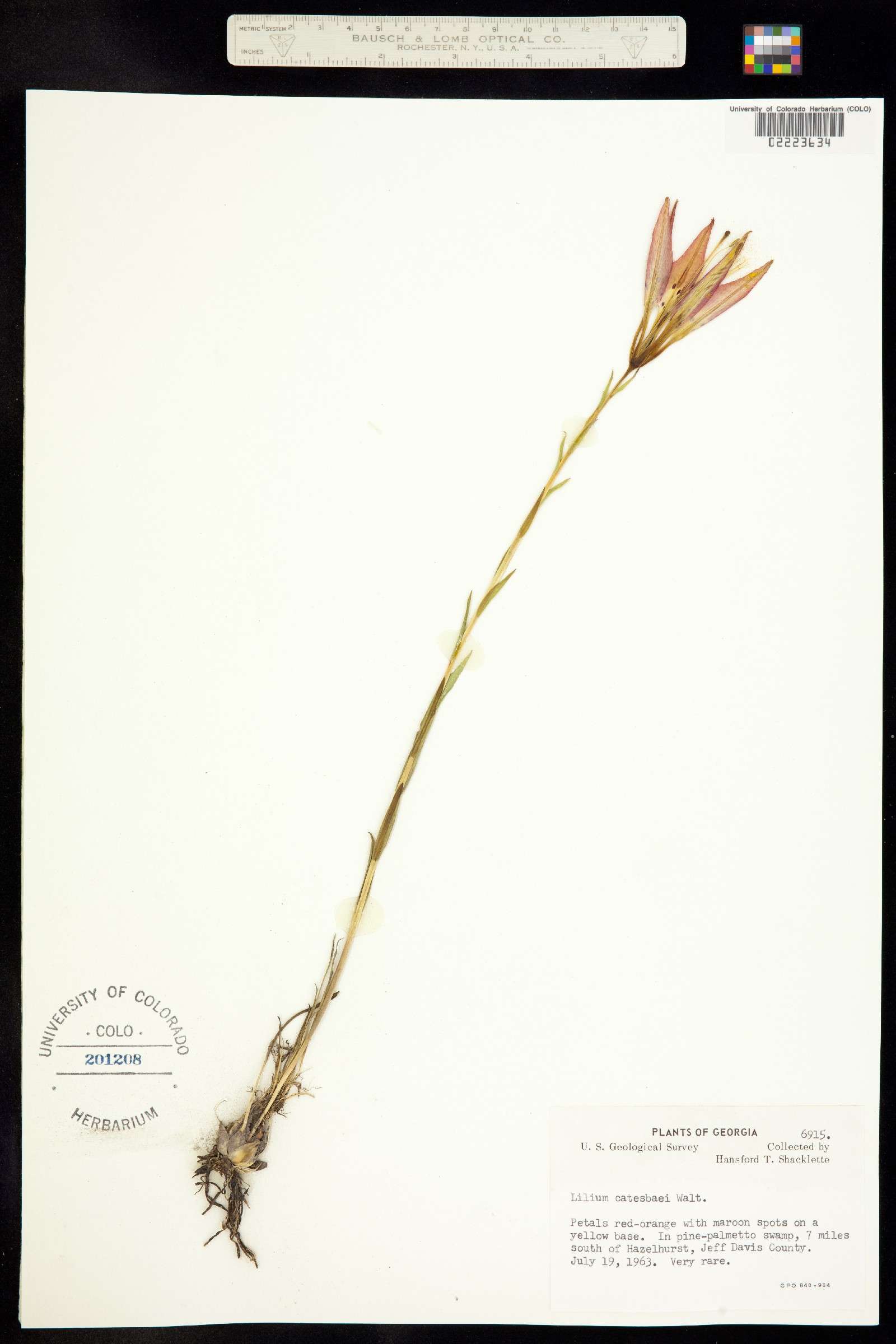 Lilium catesbaei image