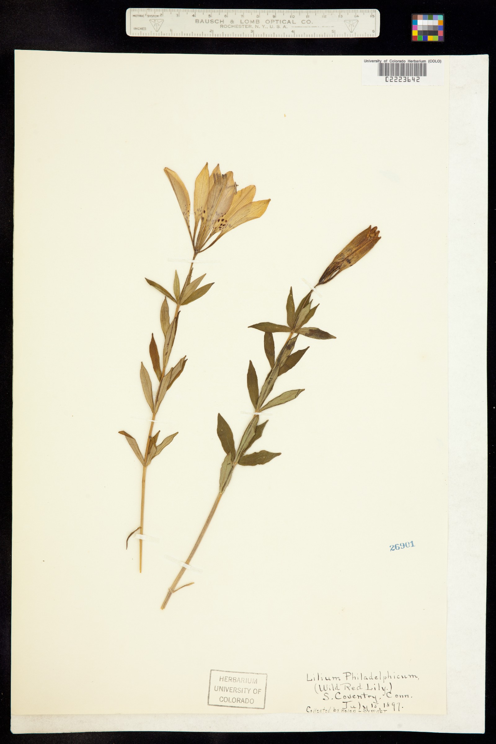 Lilium philadelphicum image
