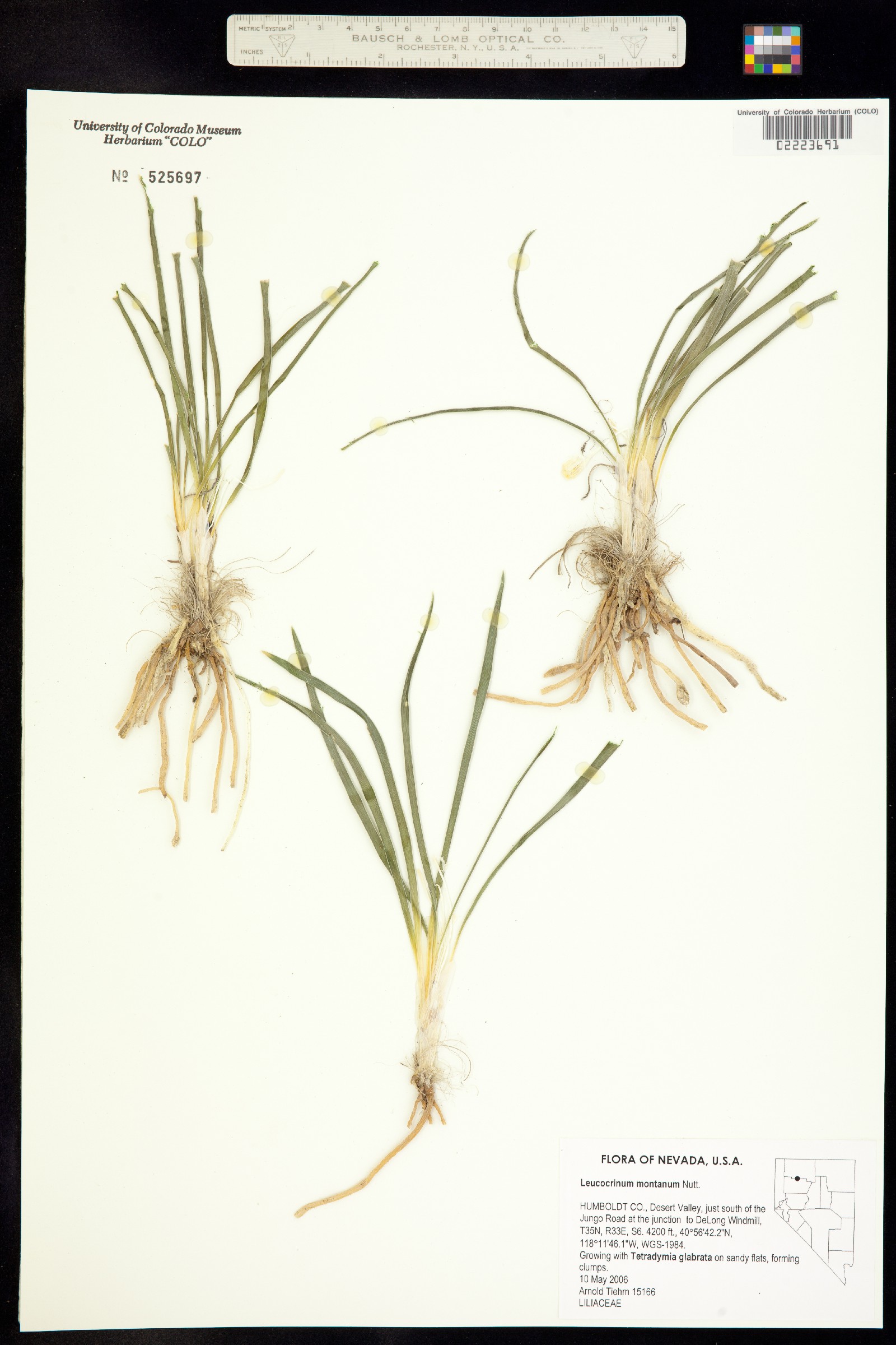 Leucocrinum montanum image