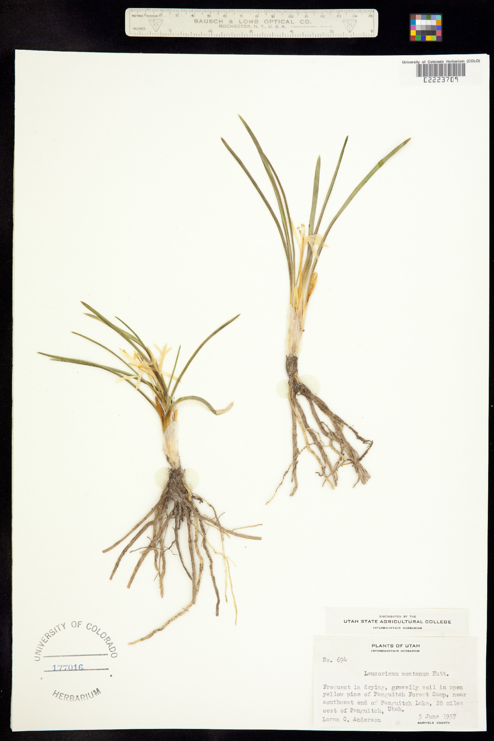 Leucocrinum montanum image
