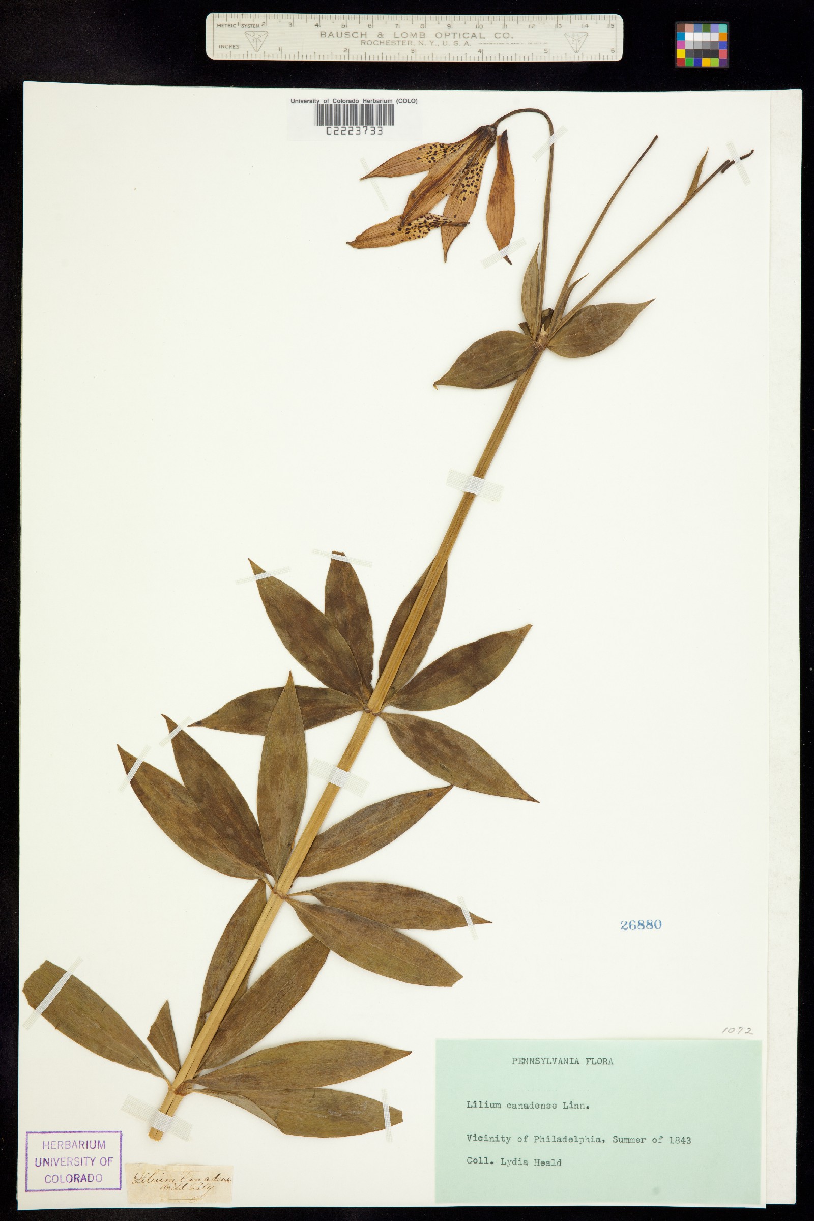 Lilium canadense image