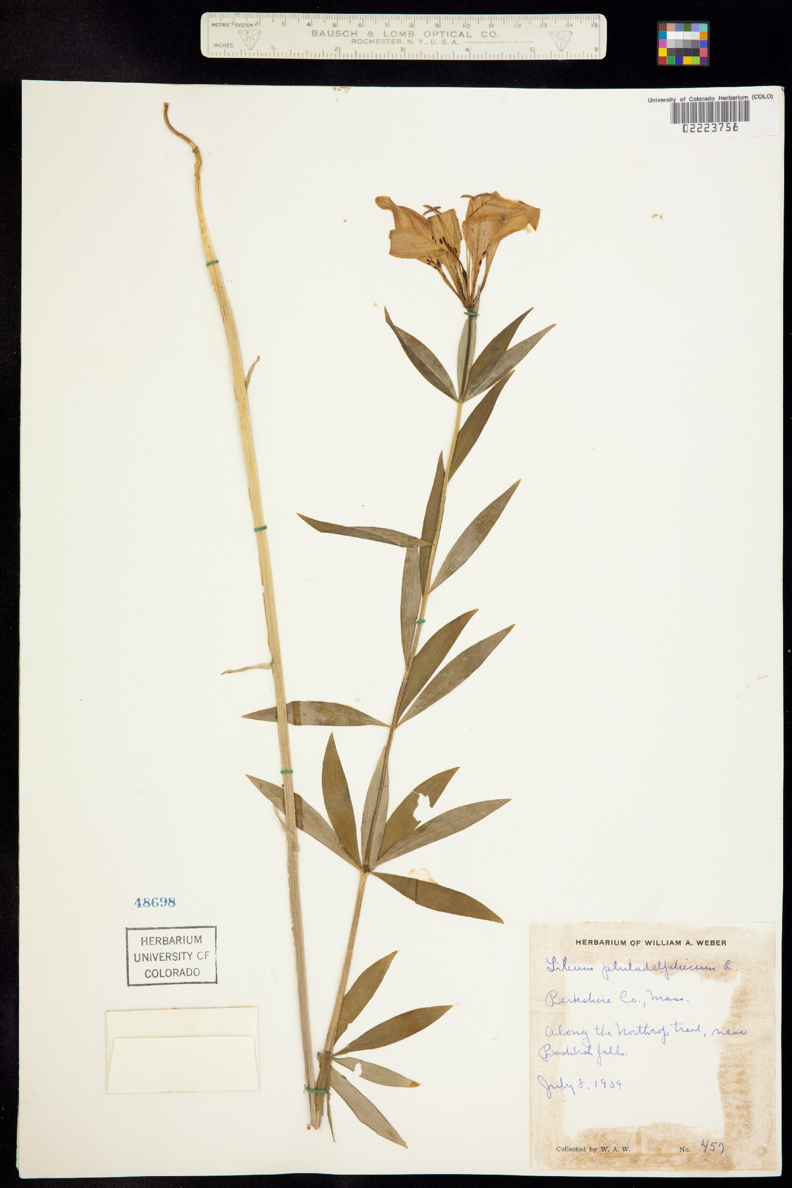 Lilium philadelphicum image
