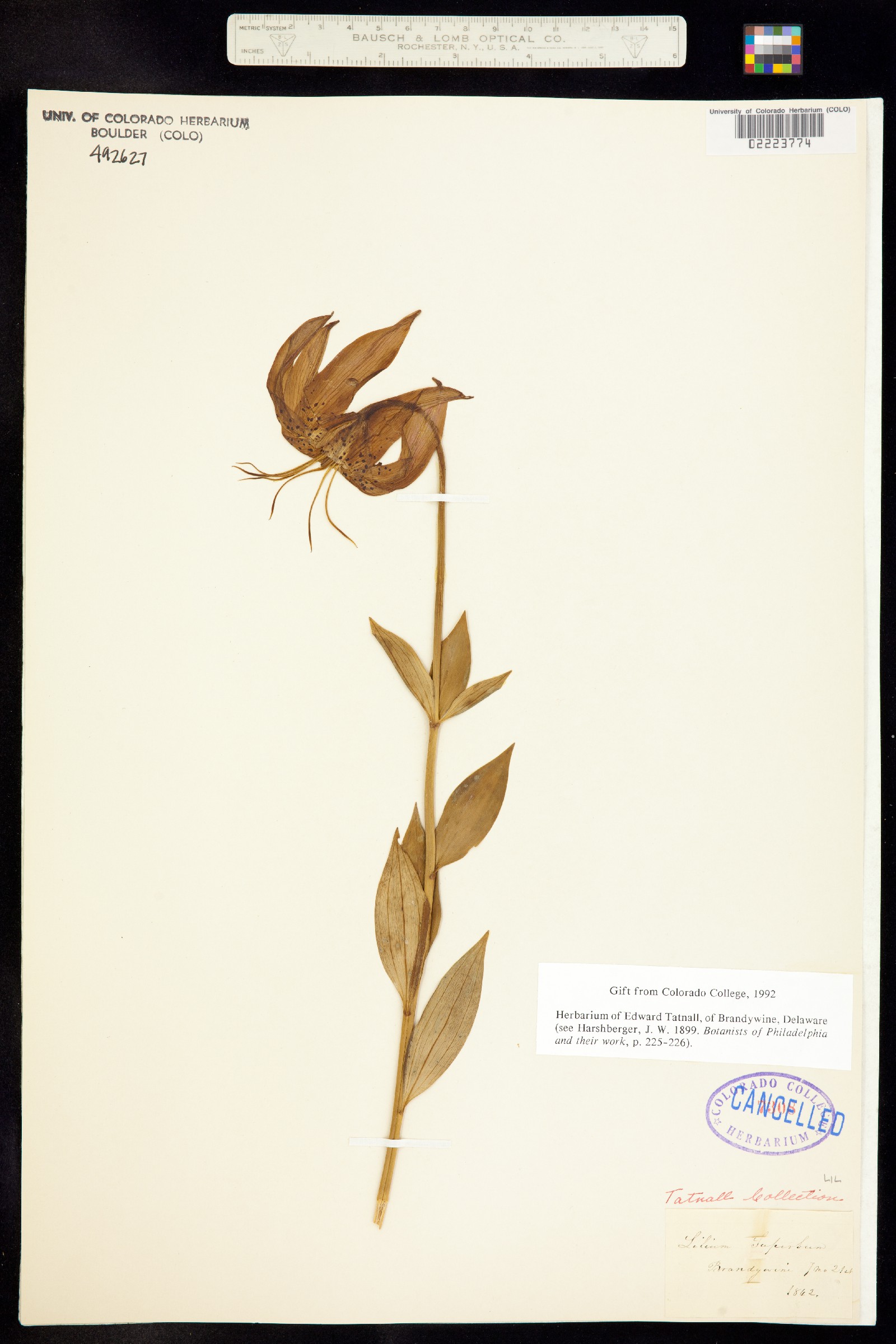 Lilium superbum image