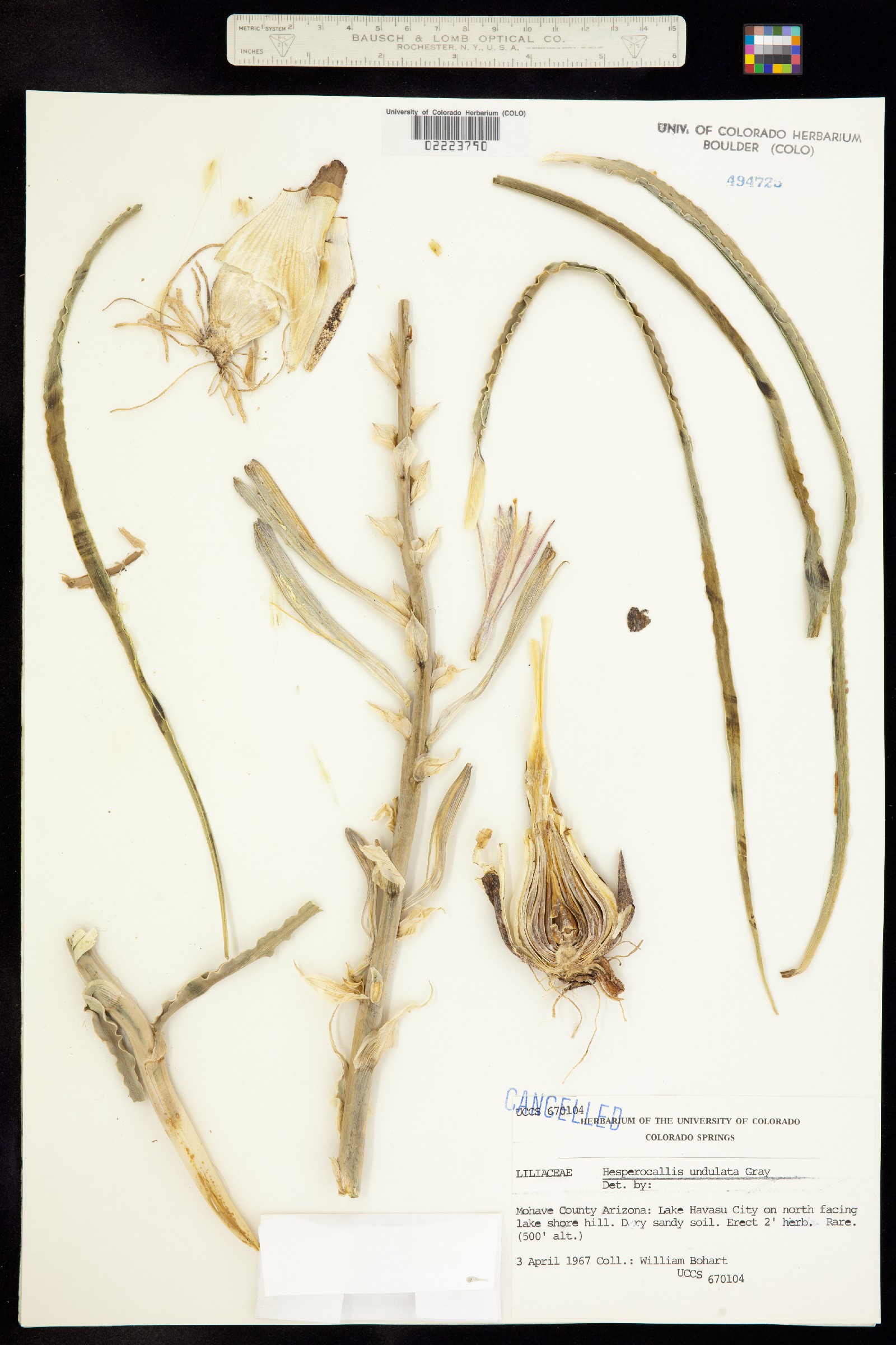 Hesperocallis undulata image