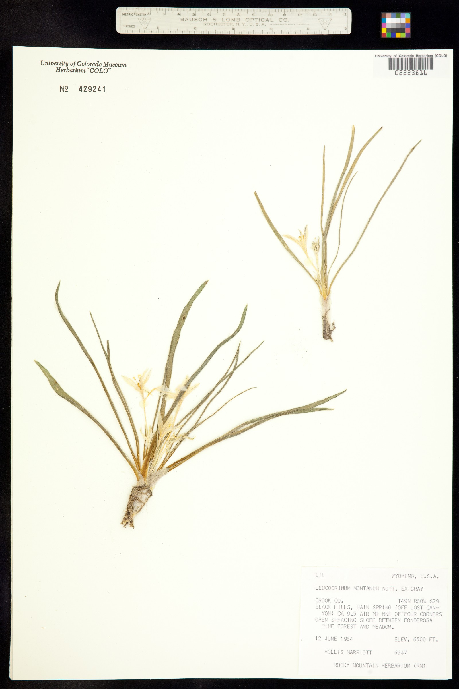 Leucocrinum montanum image