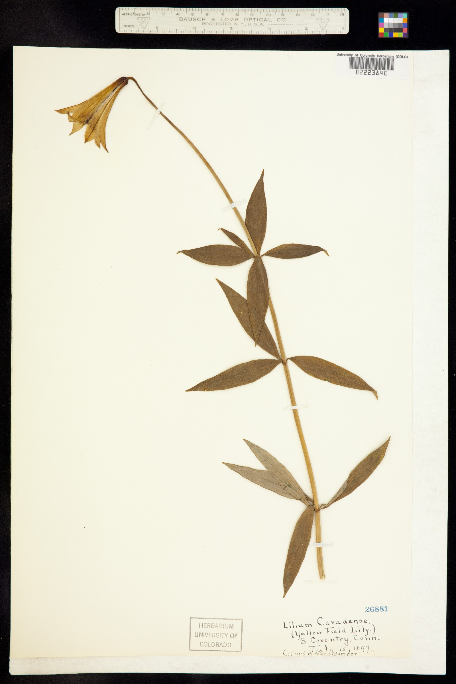 Lilium canadense image