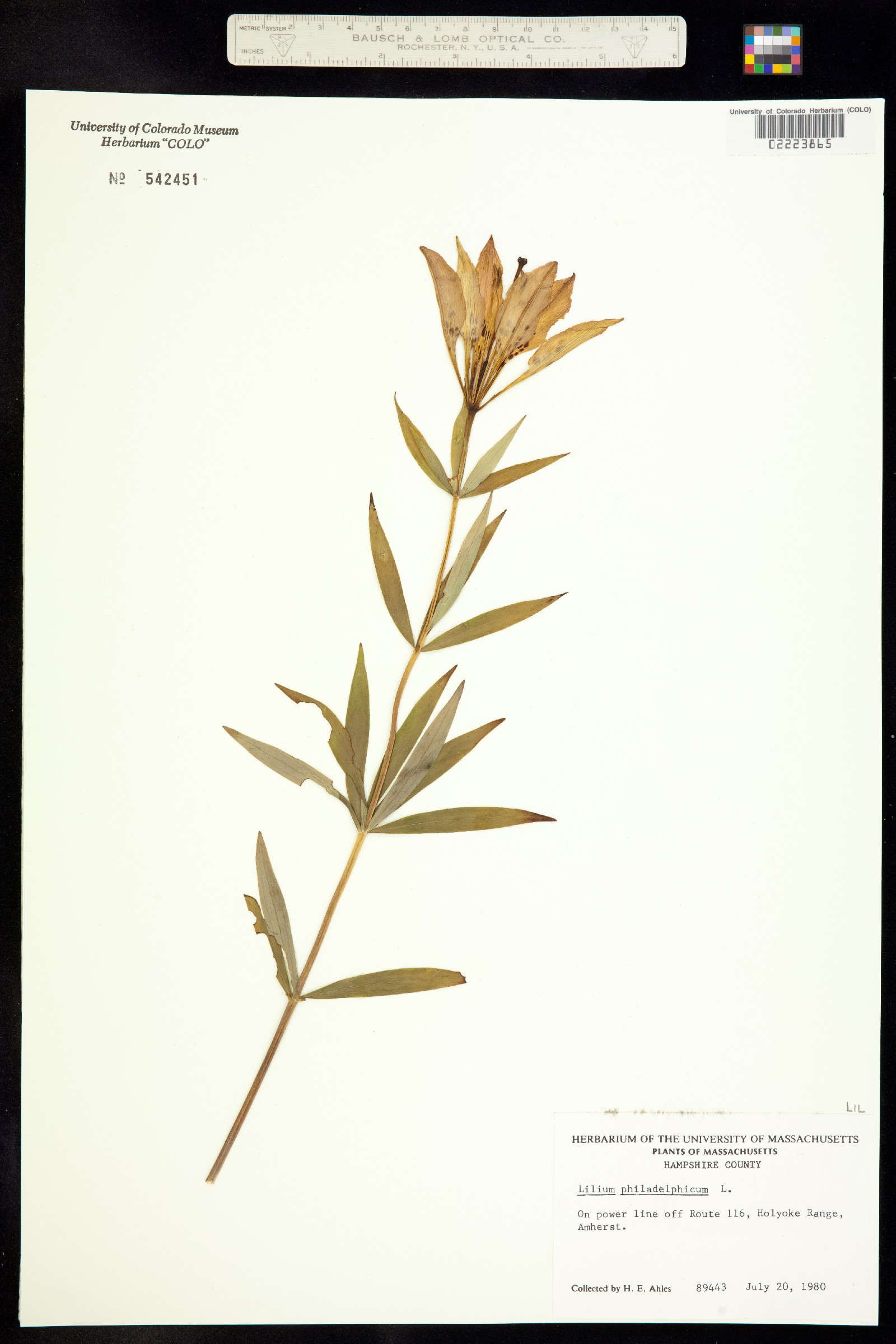 Lilium philadelphicum image