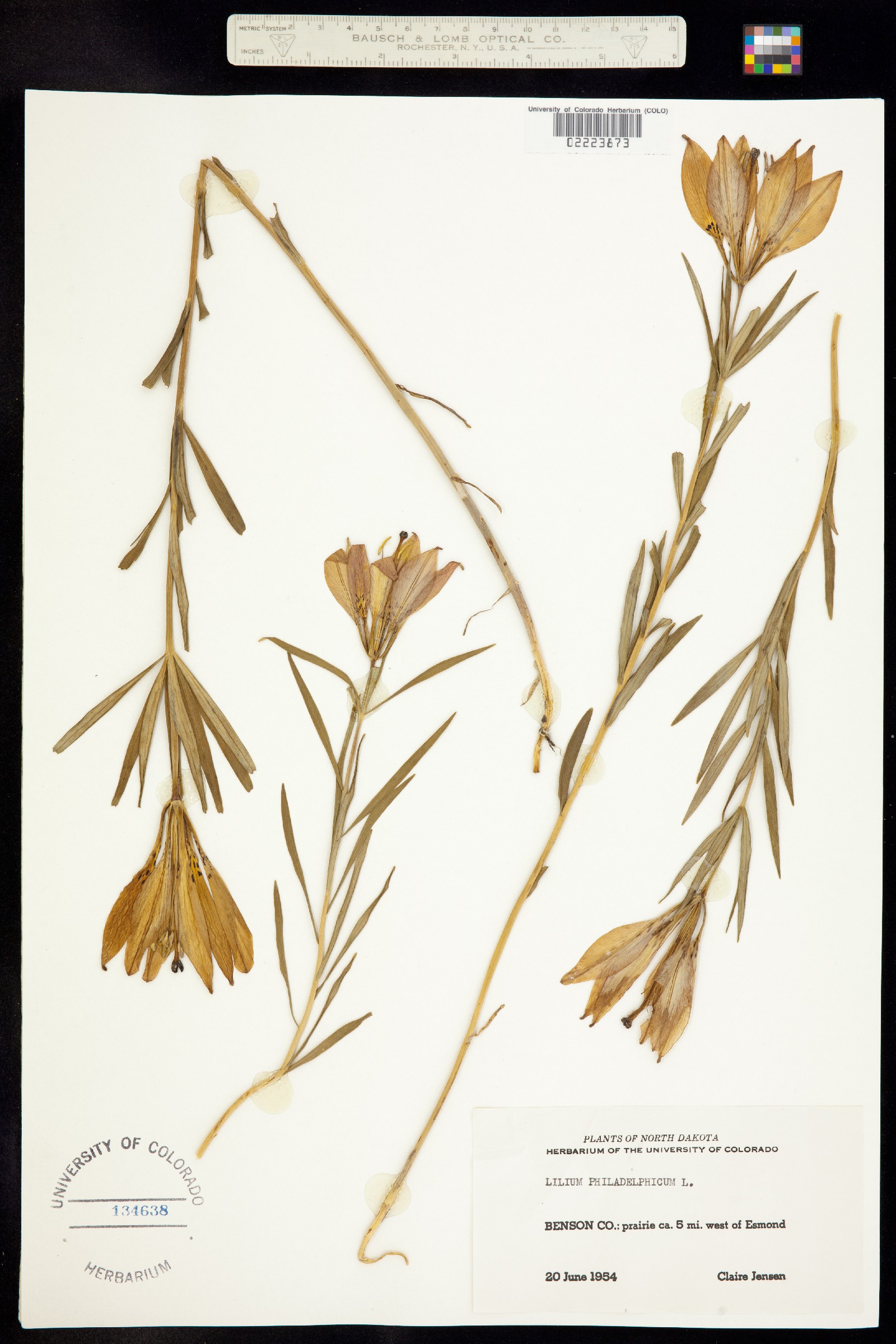 Lilium philadelphicum image