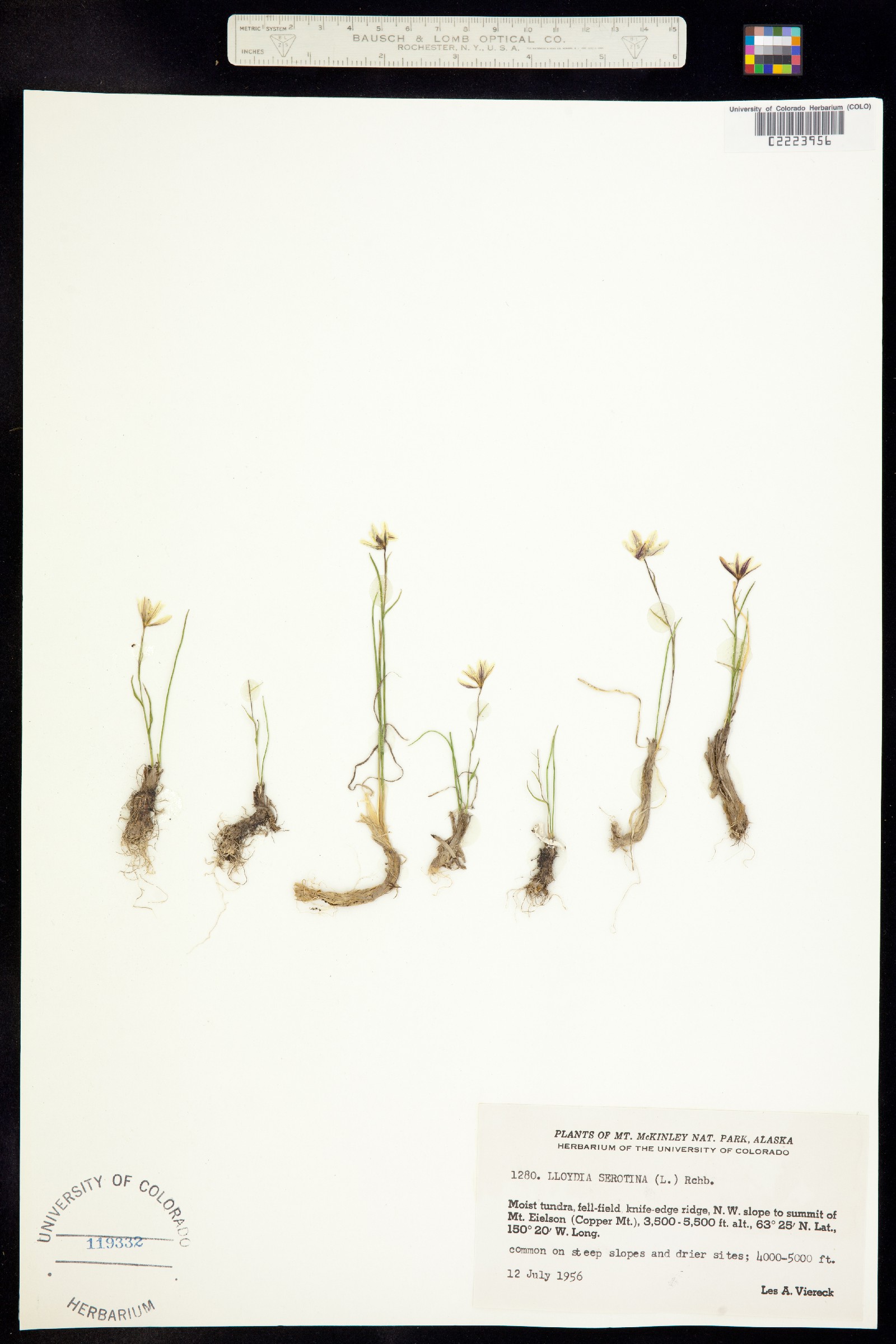 Lloydia serotina image