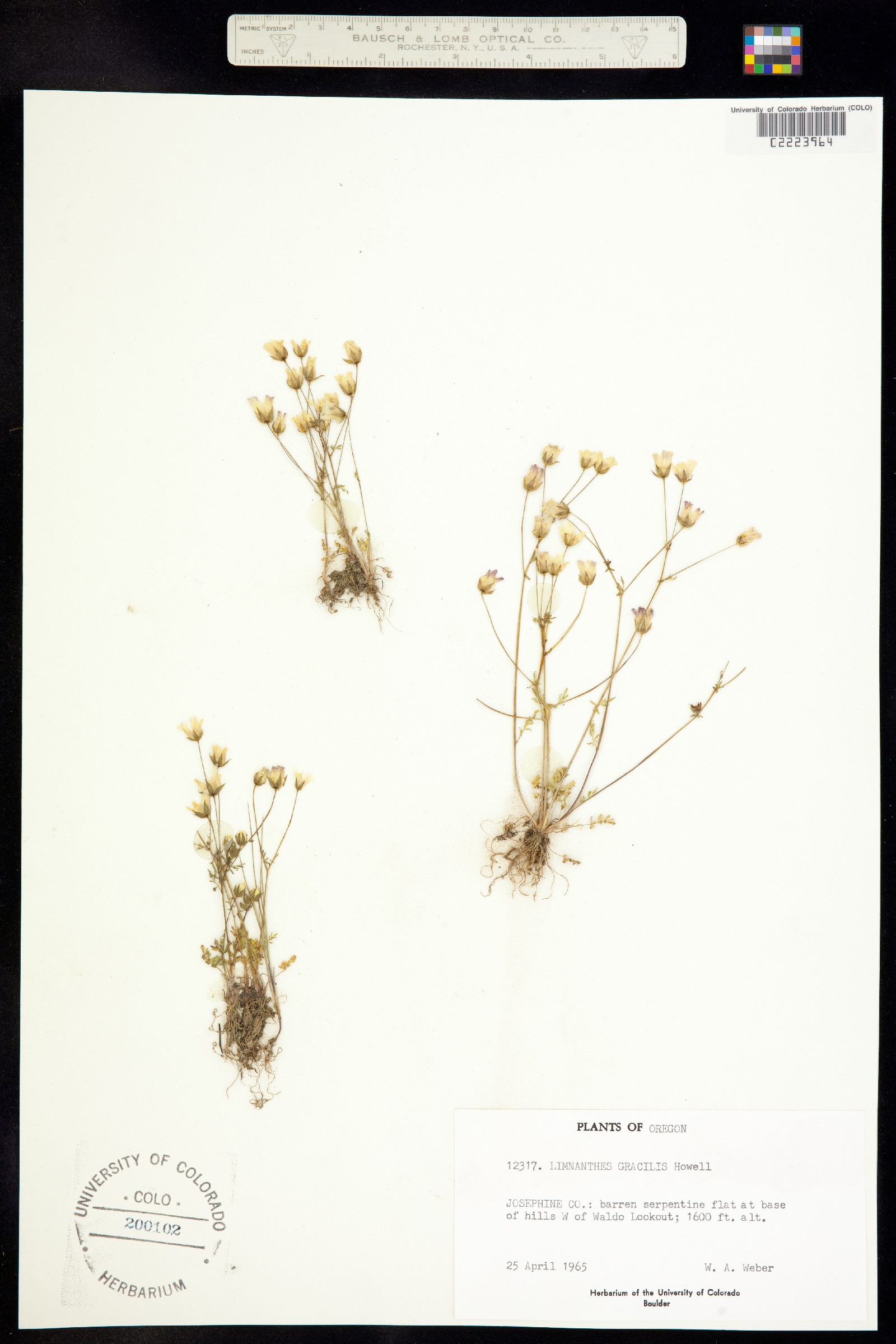 Limnanthes alba ssp. gracilis image