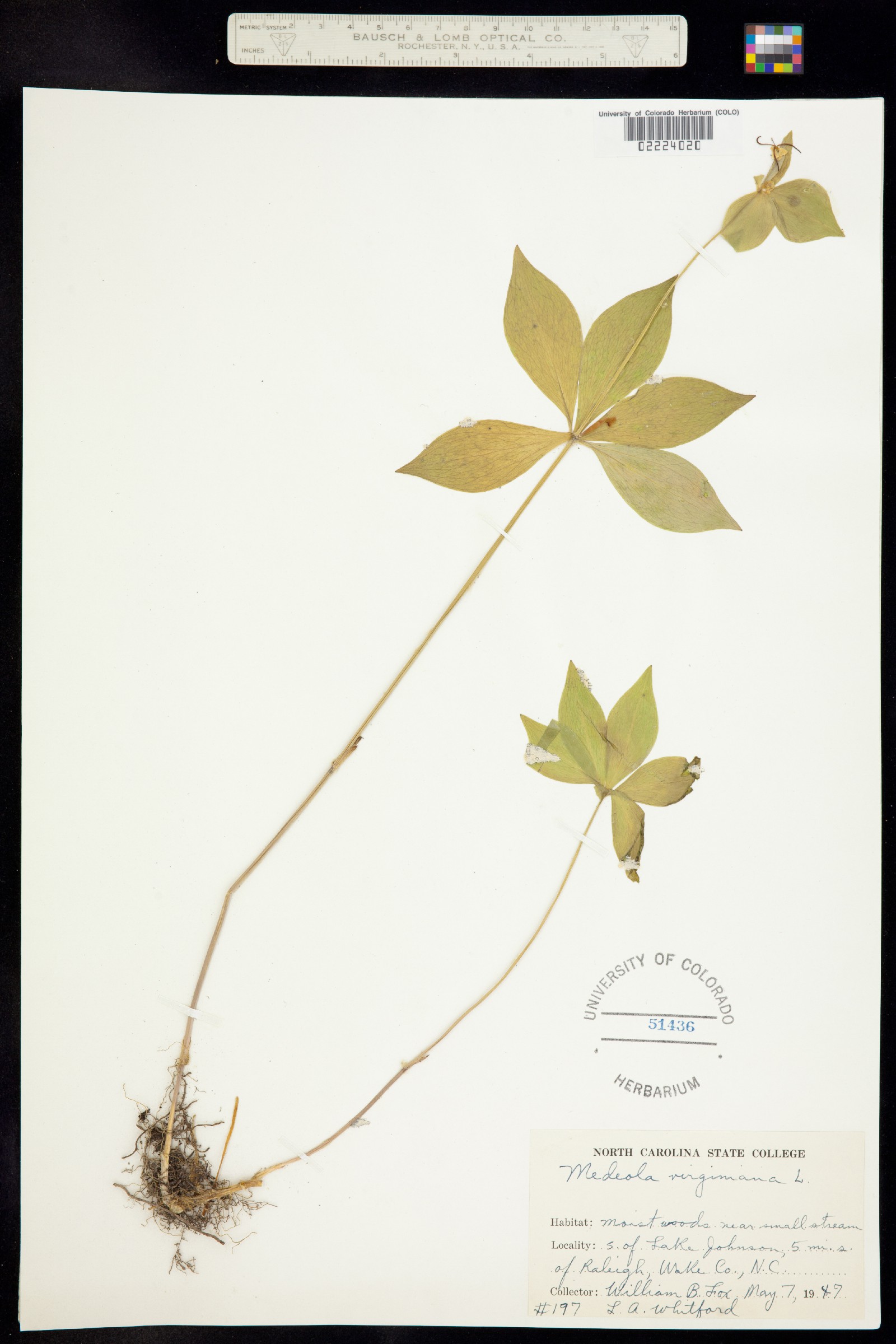 Liliaceae image