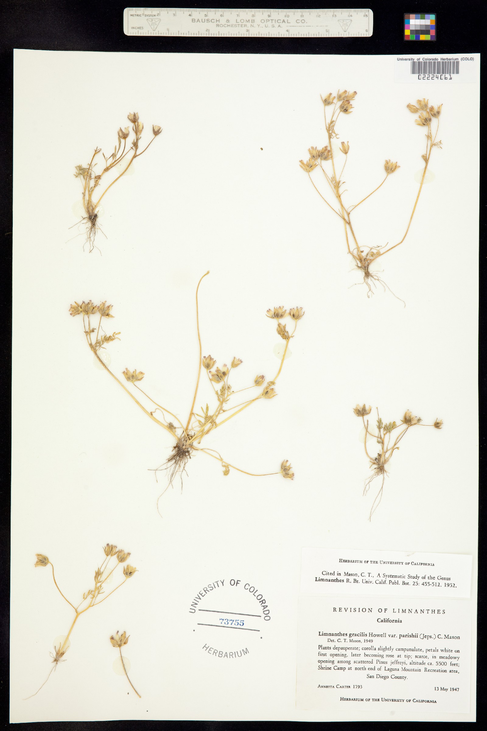 Limnanthes alba ssp. gracilis image