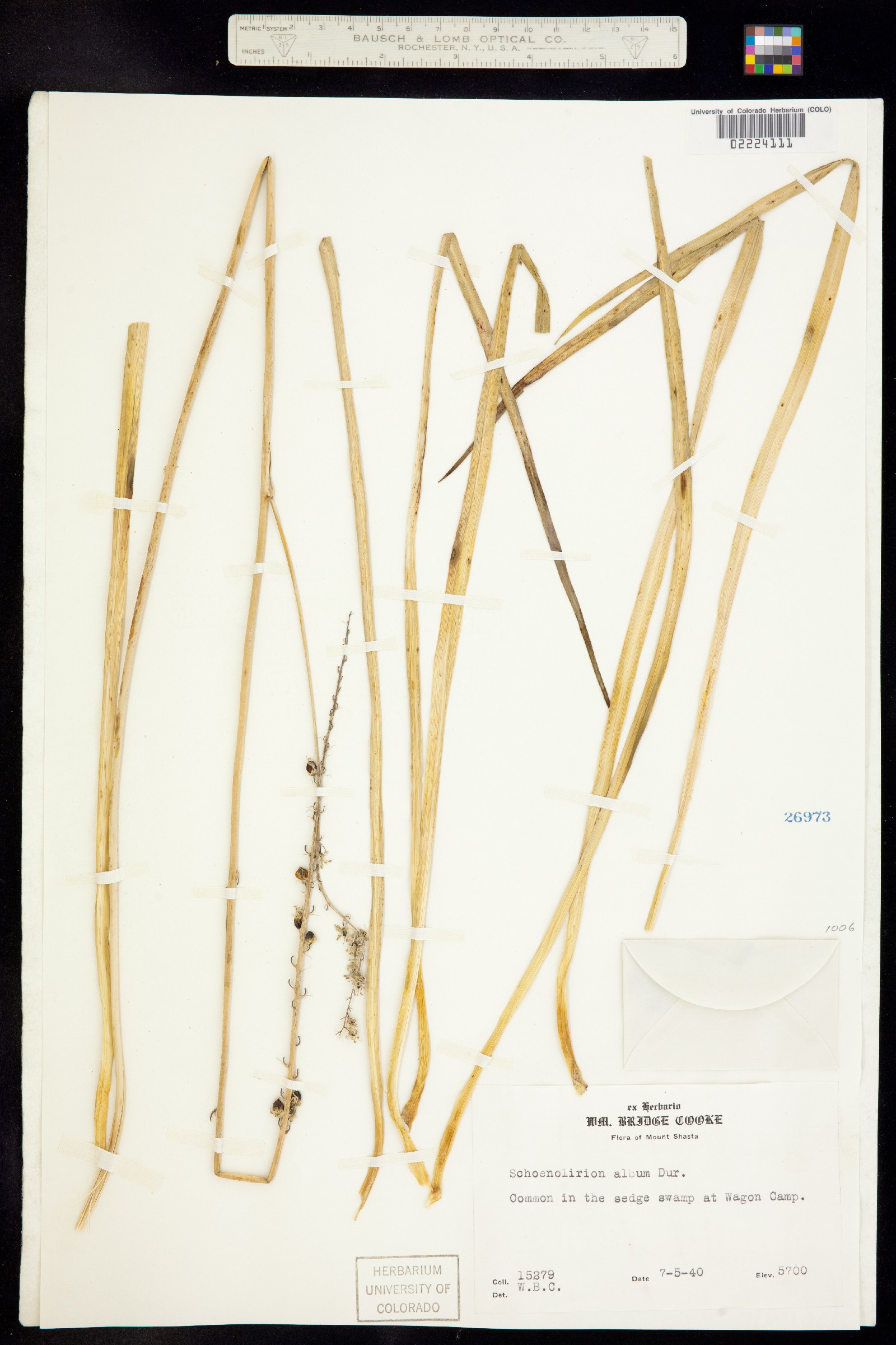 Schoenolirion image