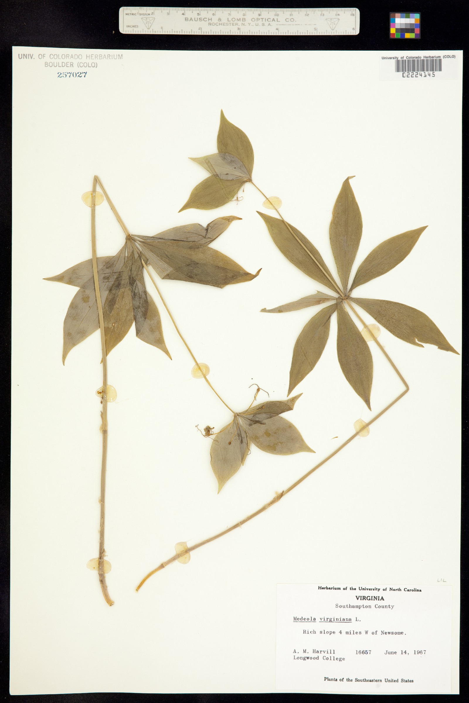 Medeola virginiana image