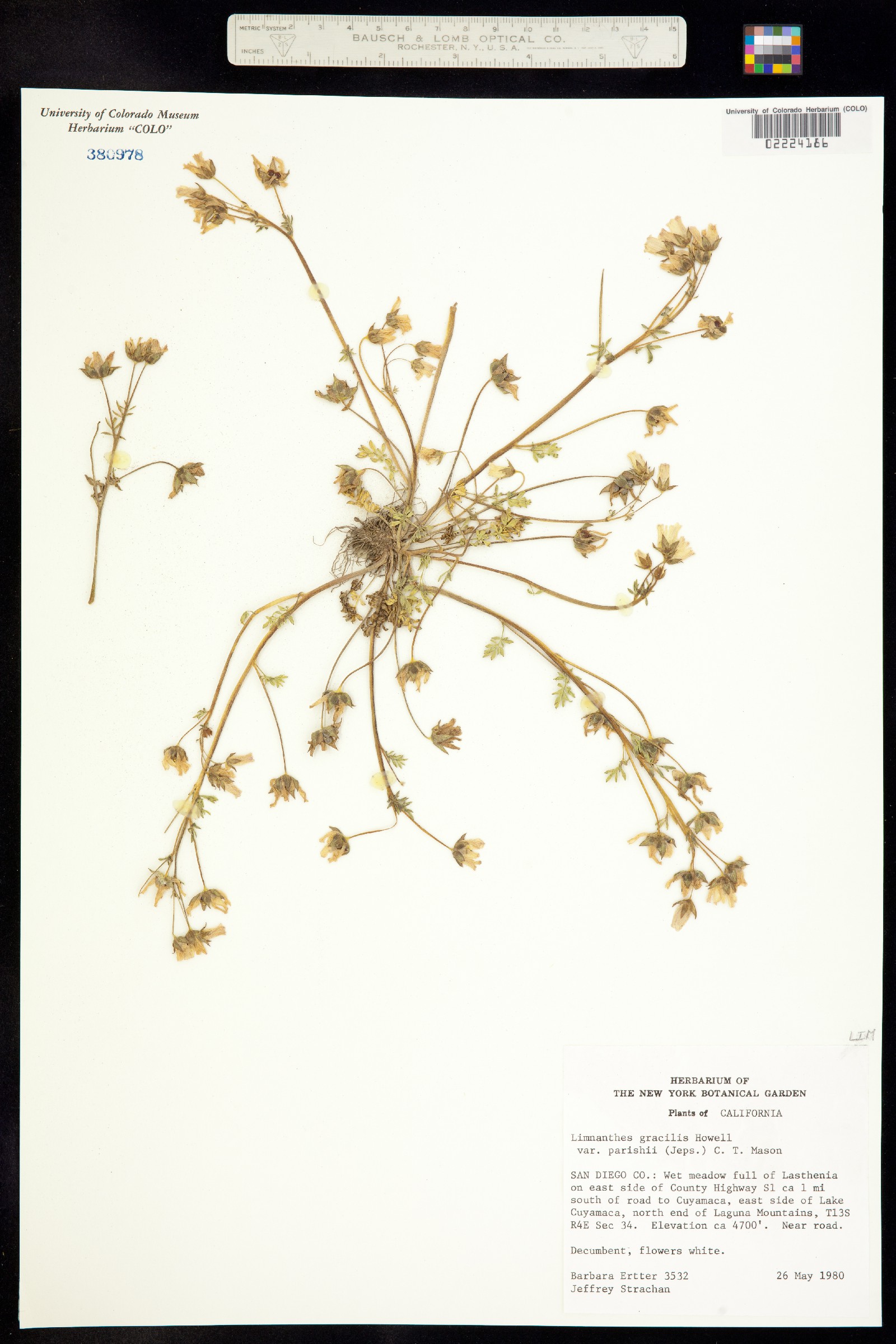 Limnanthes alba ssp. gracilis image