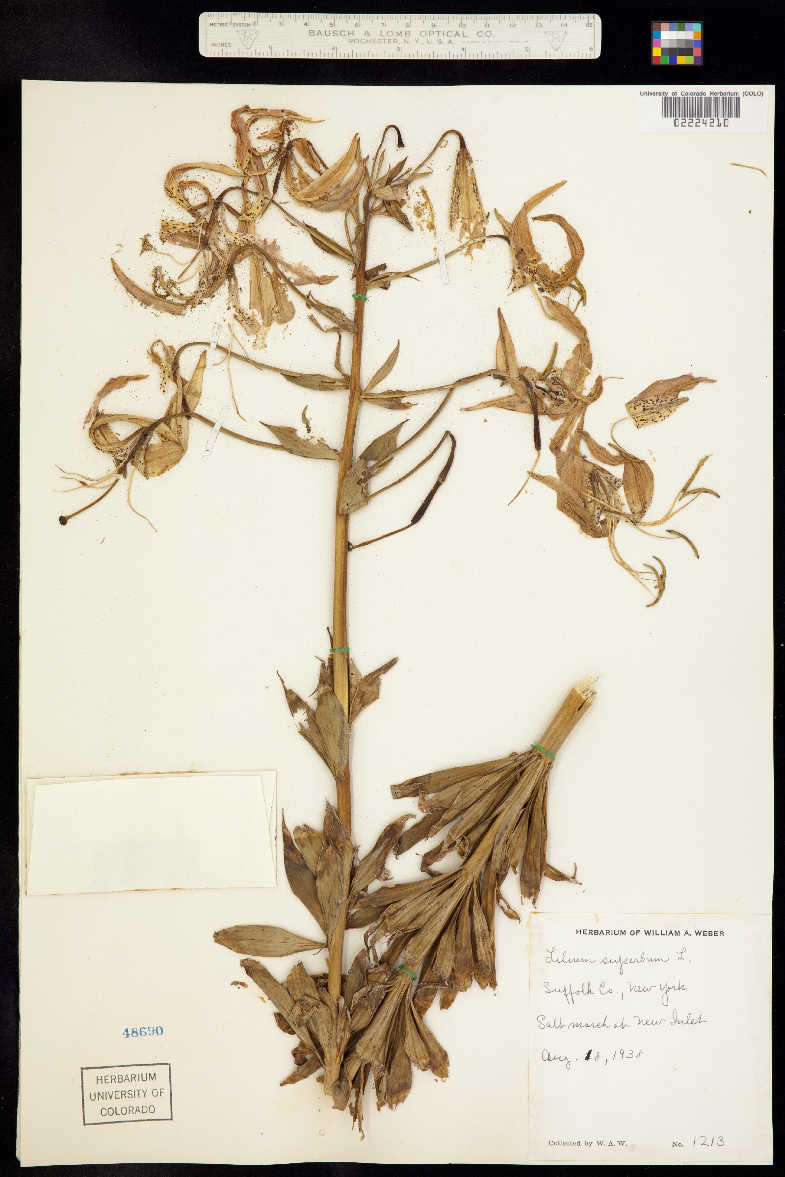 Lilium superbum image