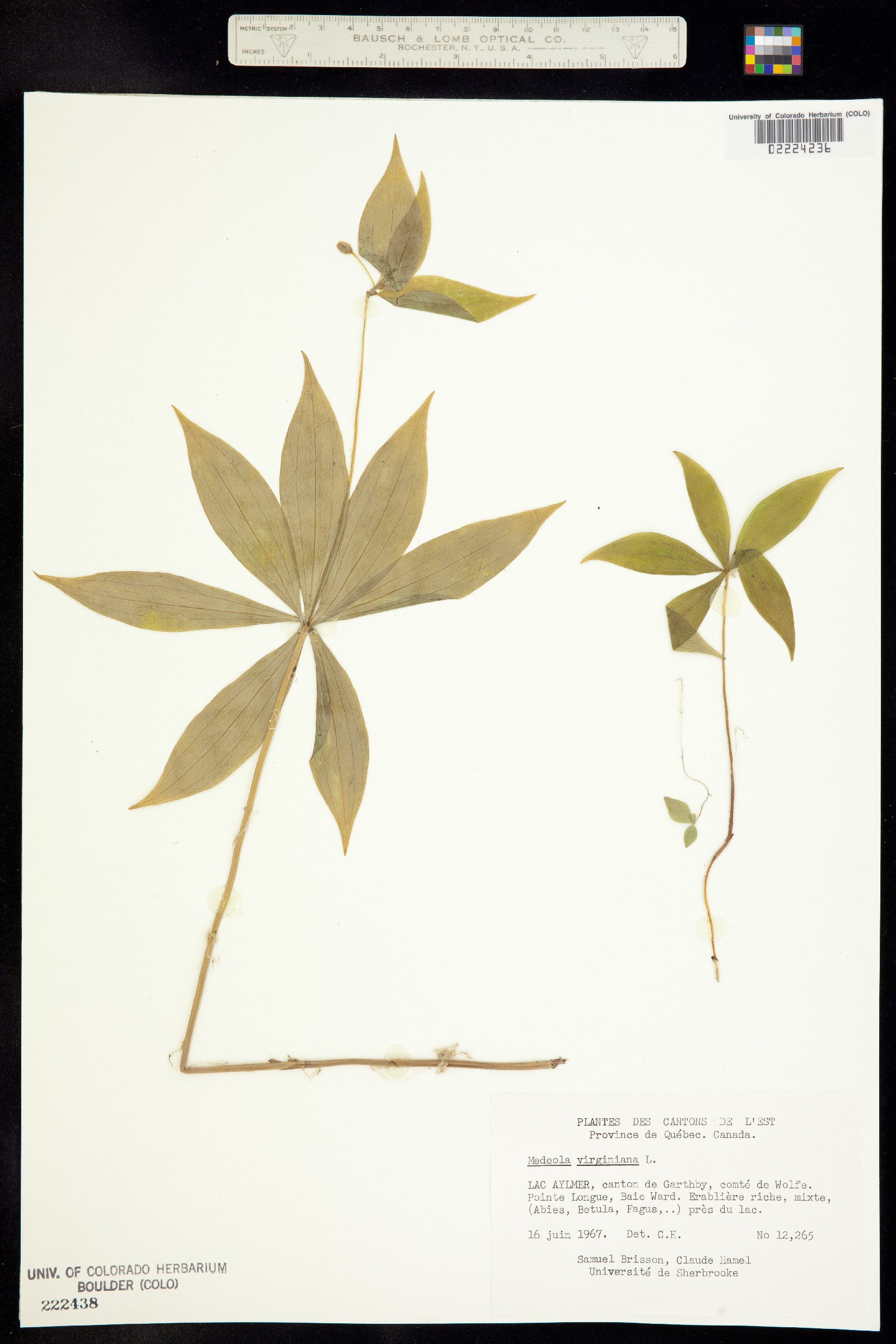 Medeola image