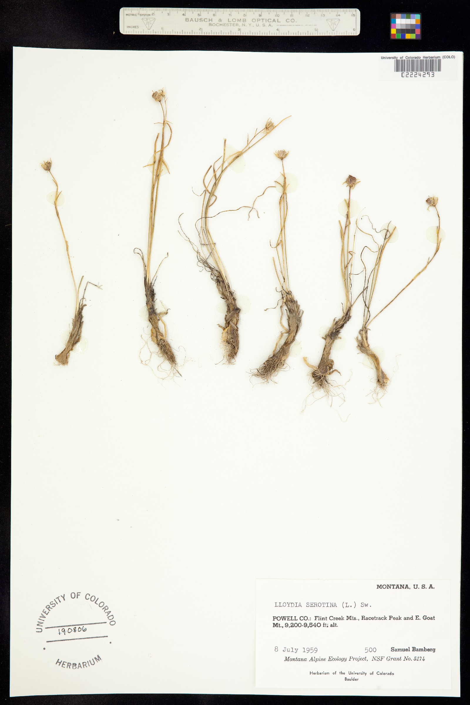 Lloydia serotina image