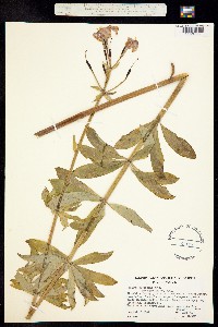 Image of Lilium rubescens
