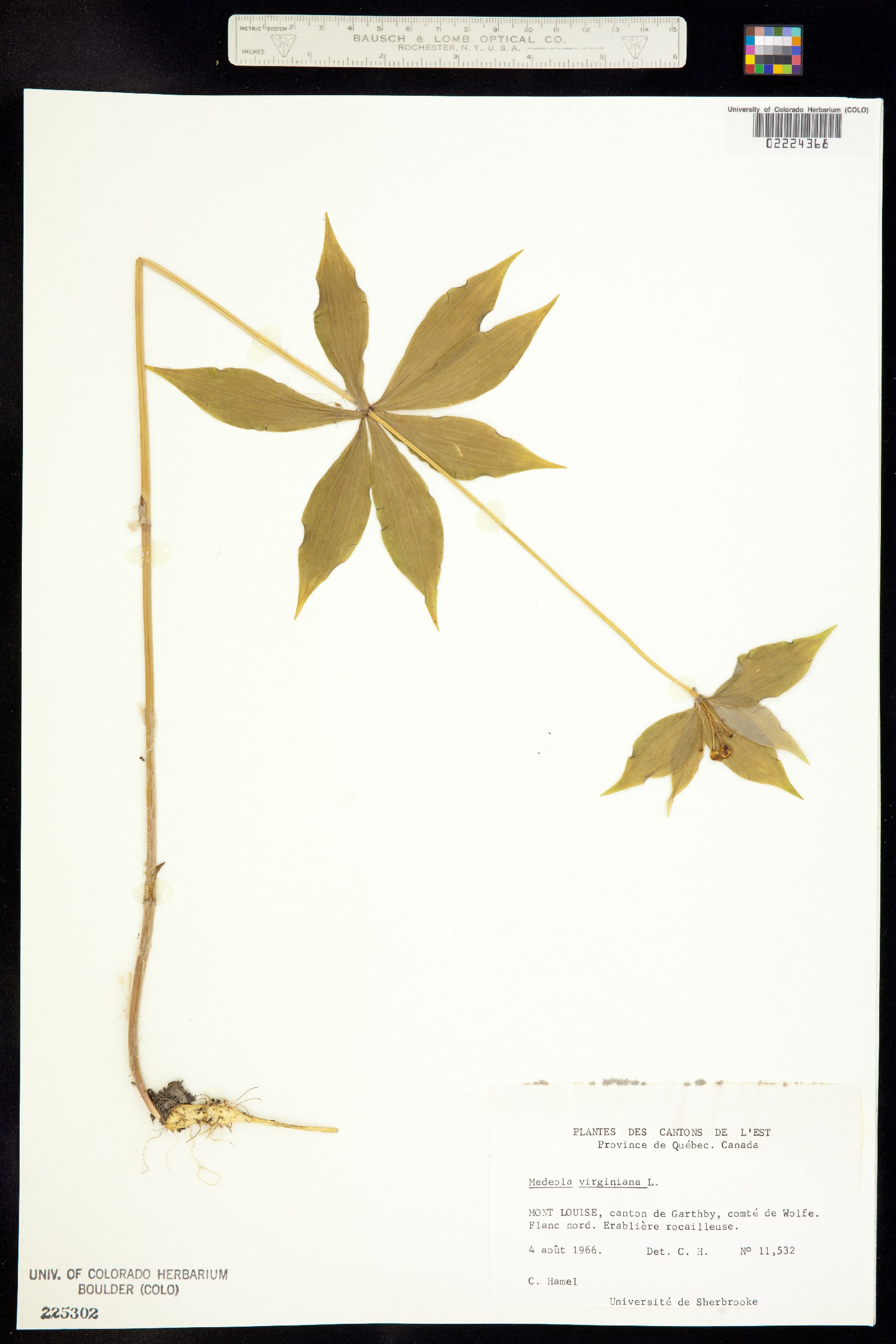 Medeola virginiana image