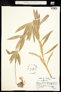 Image of Lilium occidentale