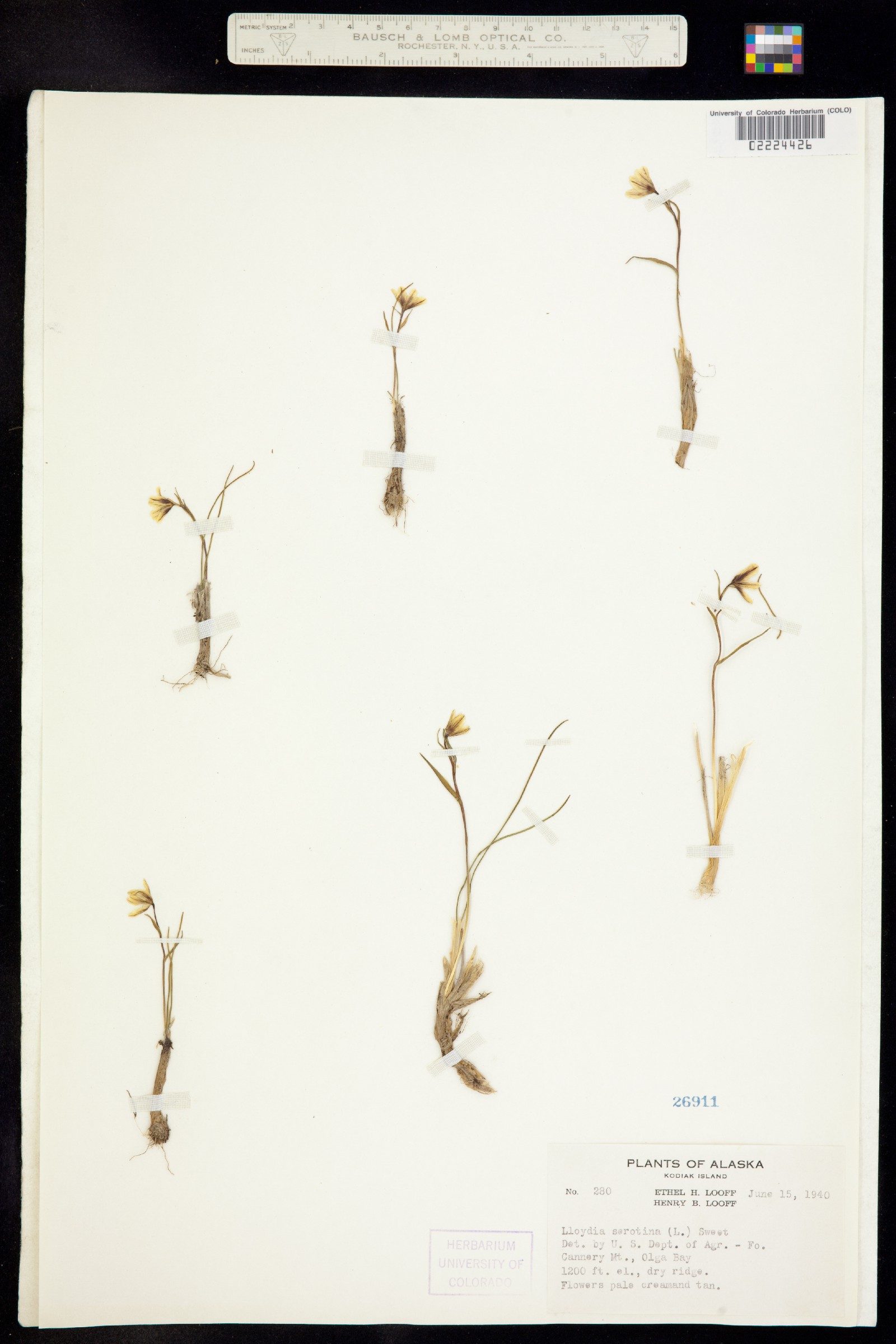 Lloydia serotina image