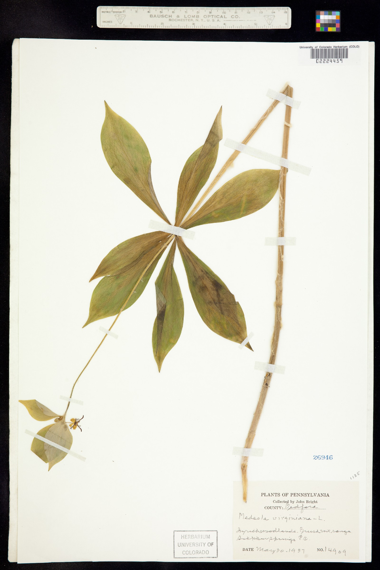 Medeola virginiana image