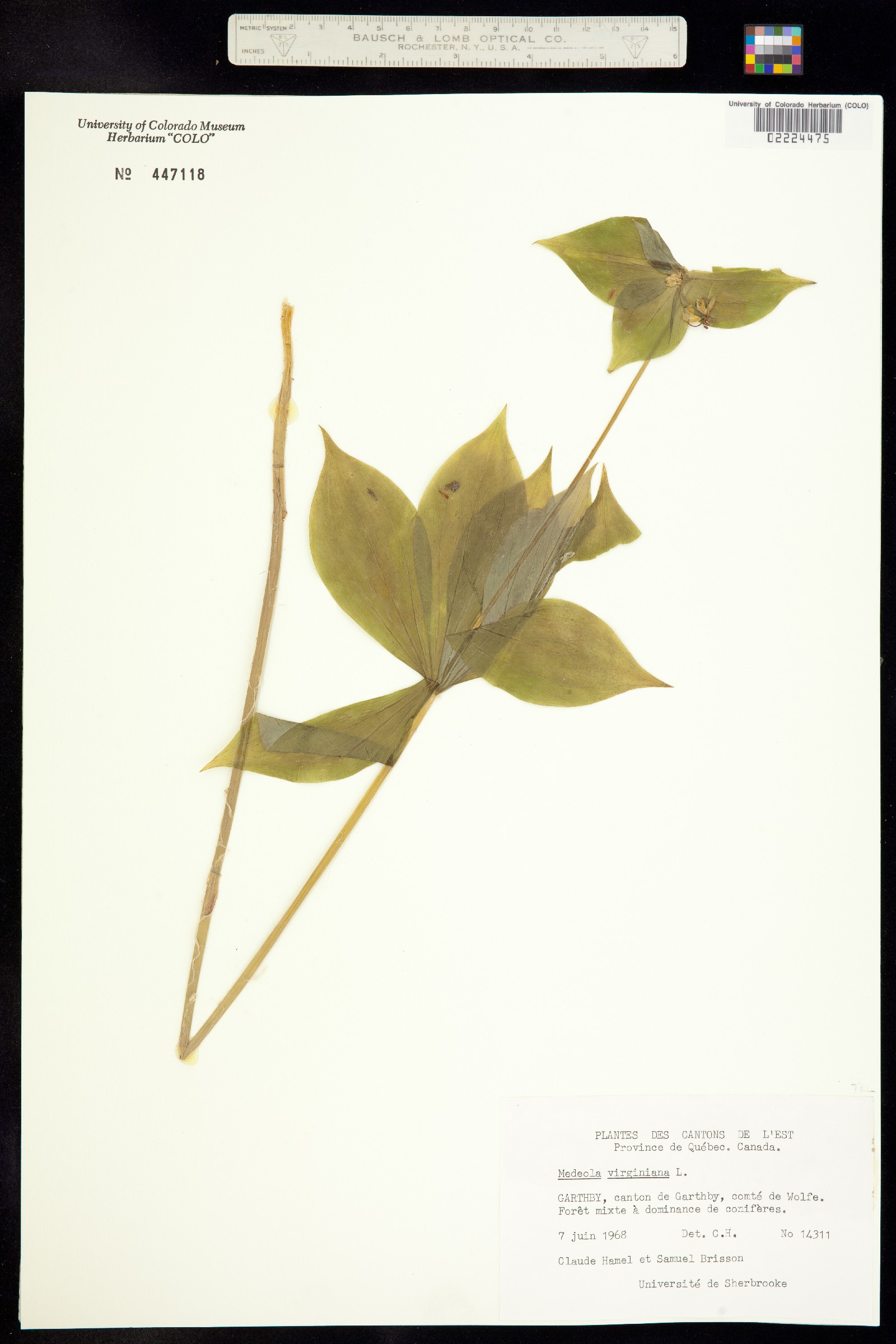 Medeola virginiana image