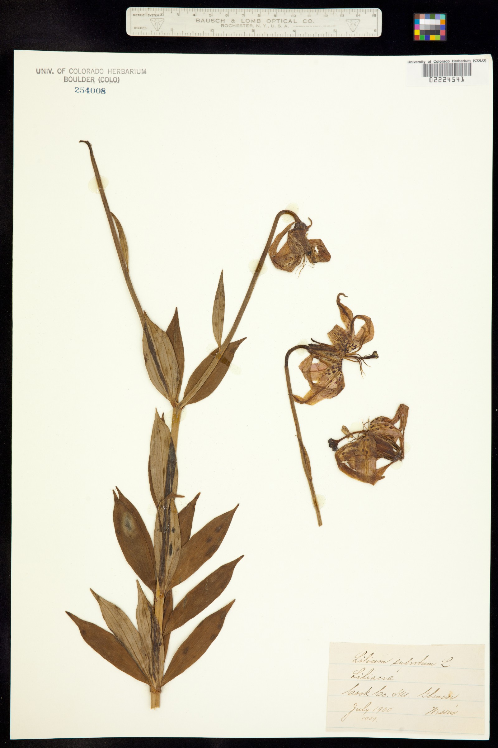 Lilium superbum image