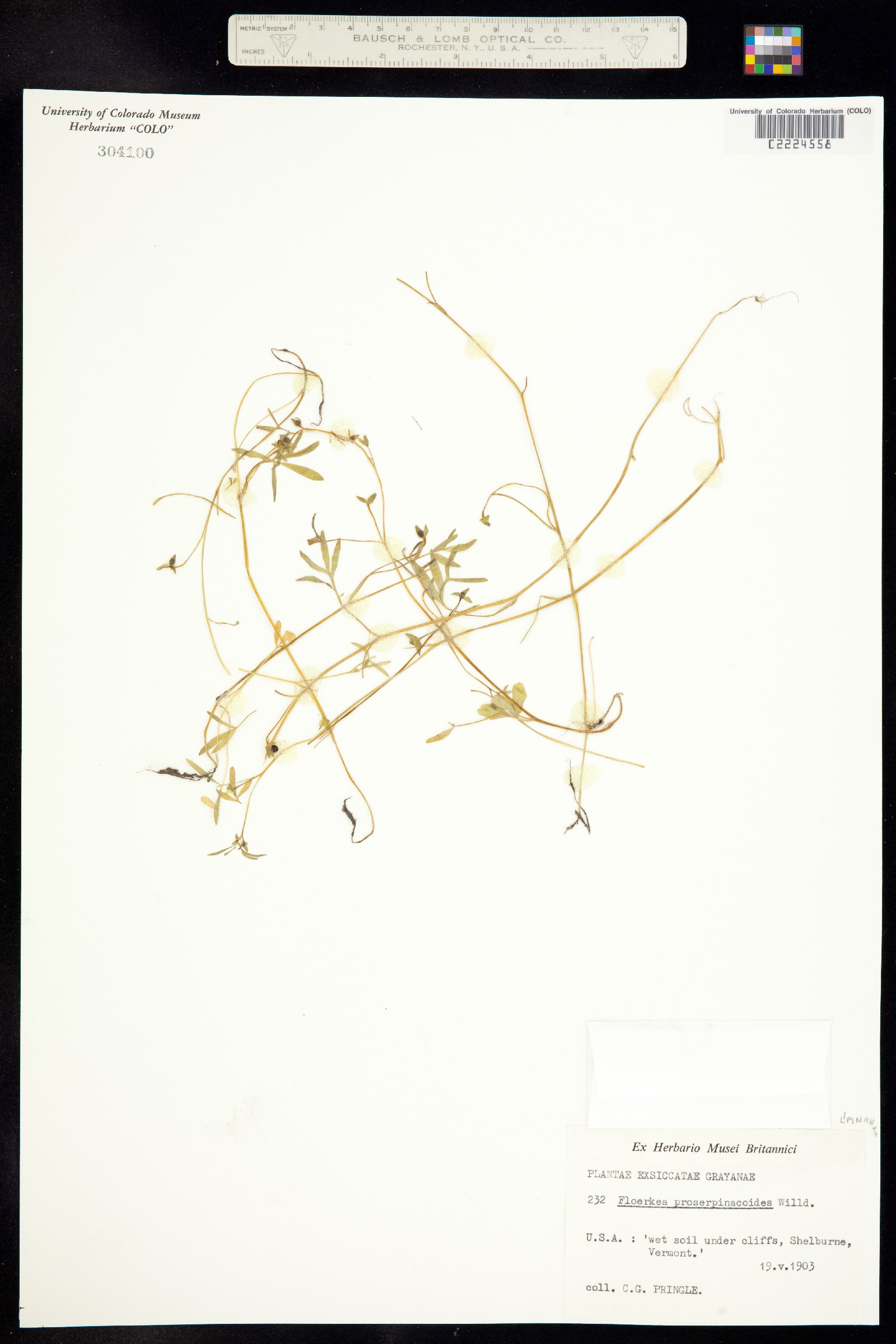 Floerkea proserpinacoides image