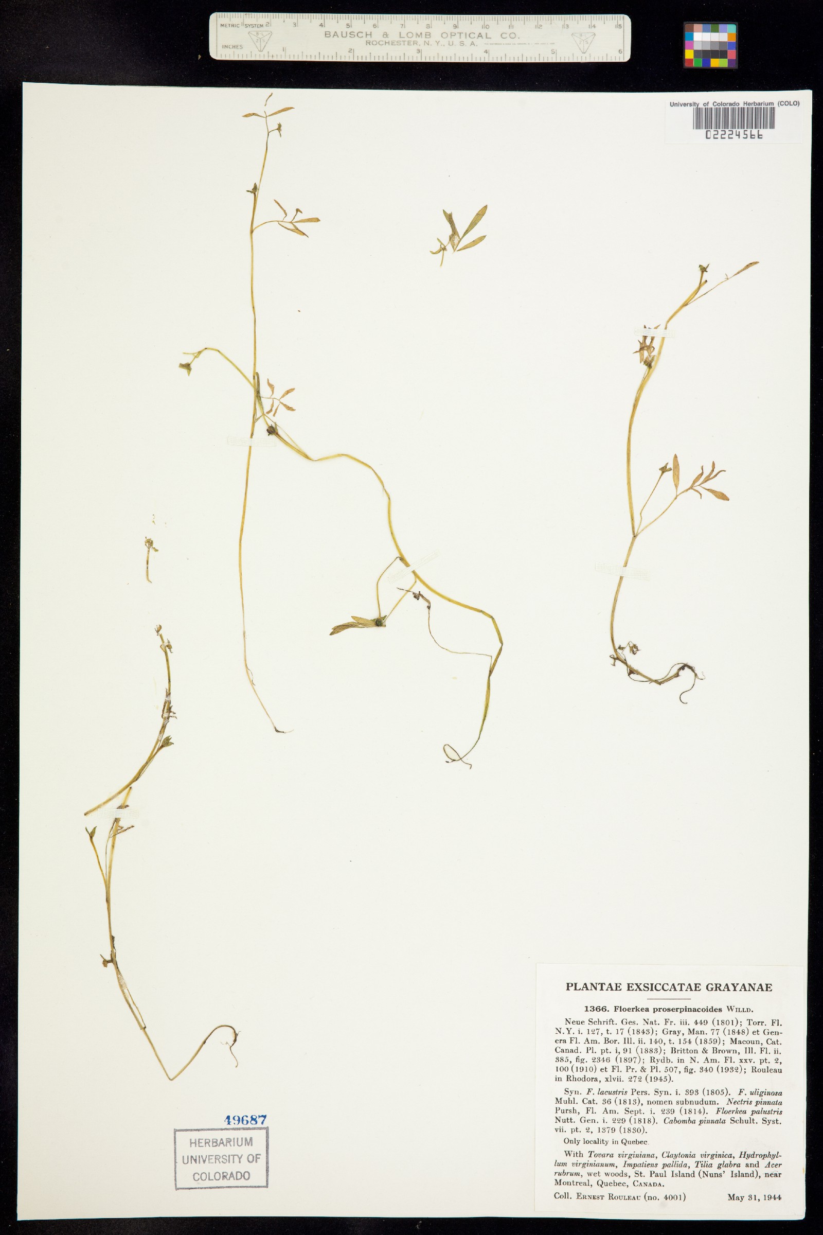 Floerkea proserpinacoides image