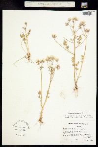 Image of Limnanthes alba