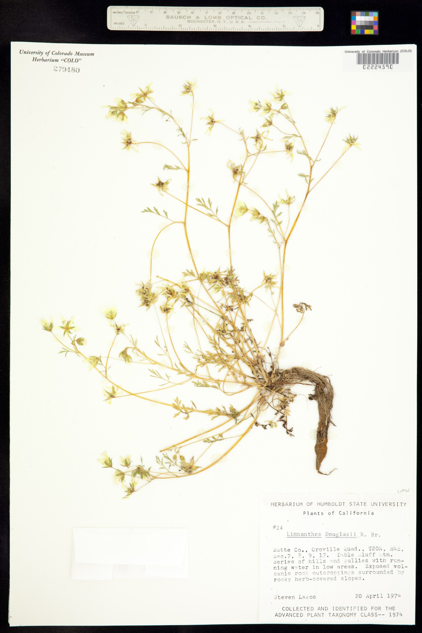 Limnanthes image