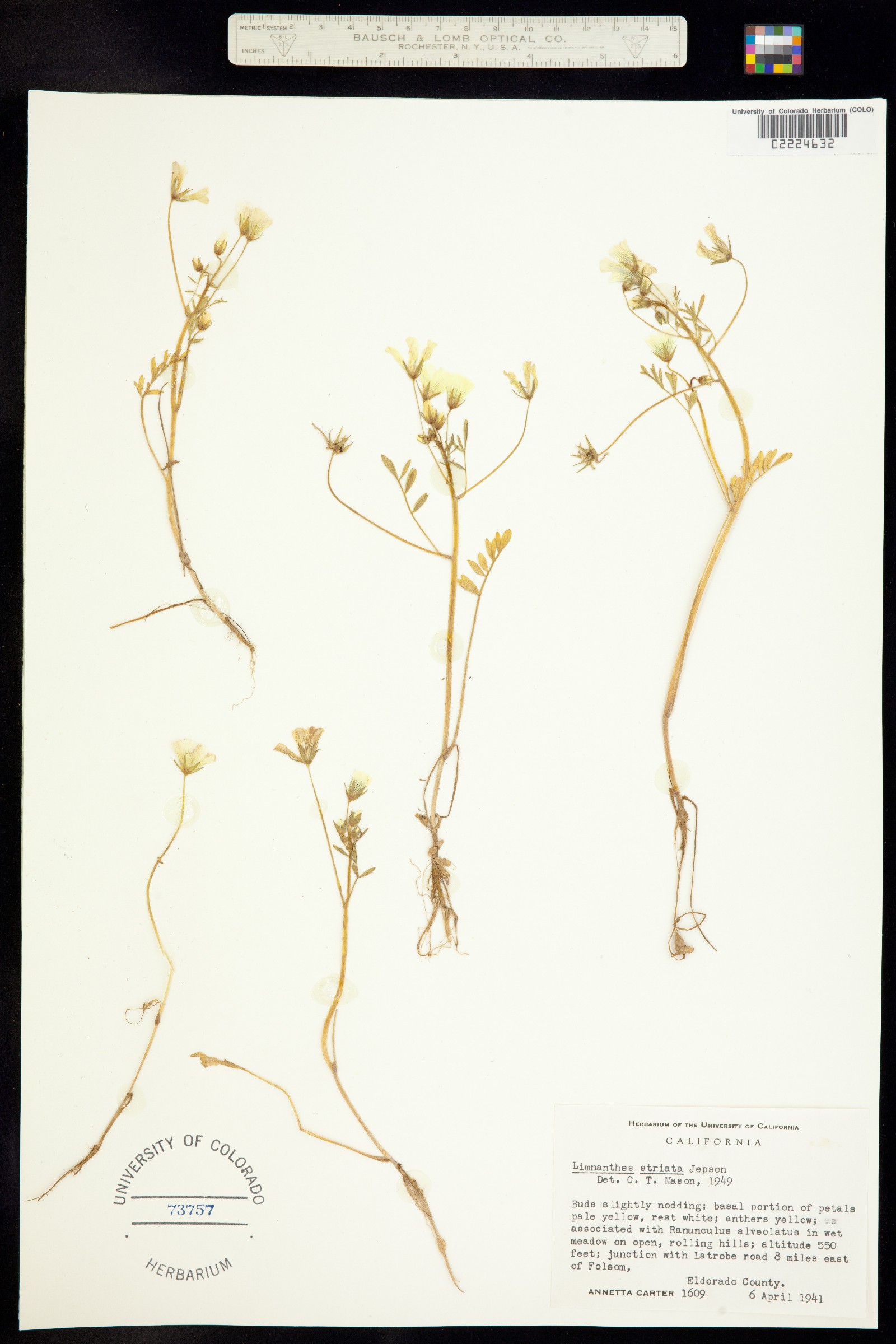 Limnanthaceae image