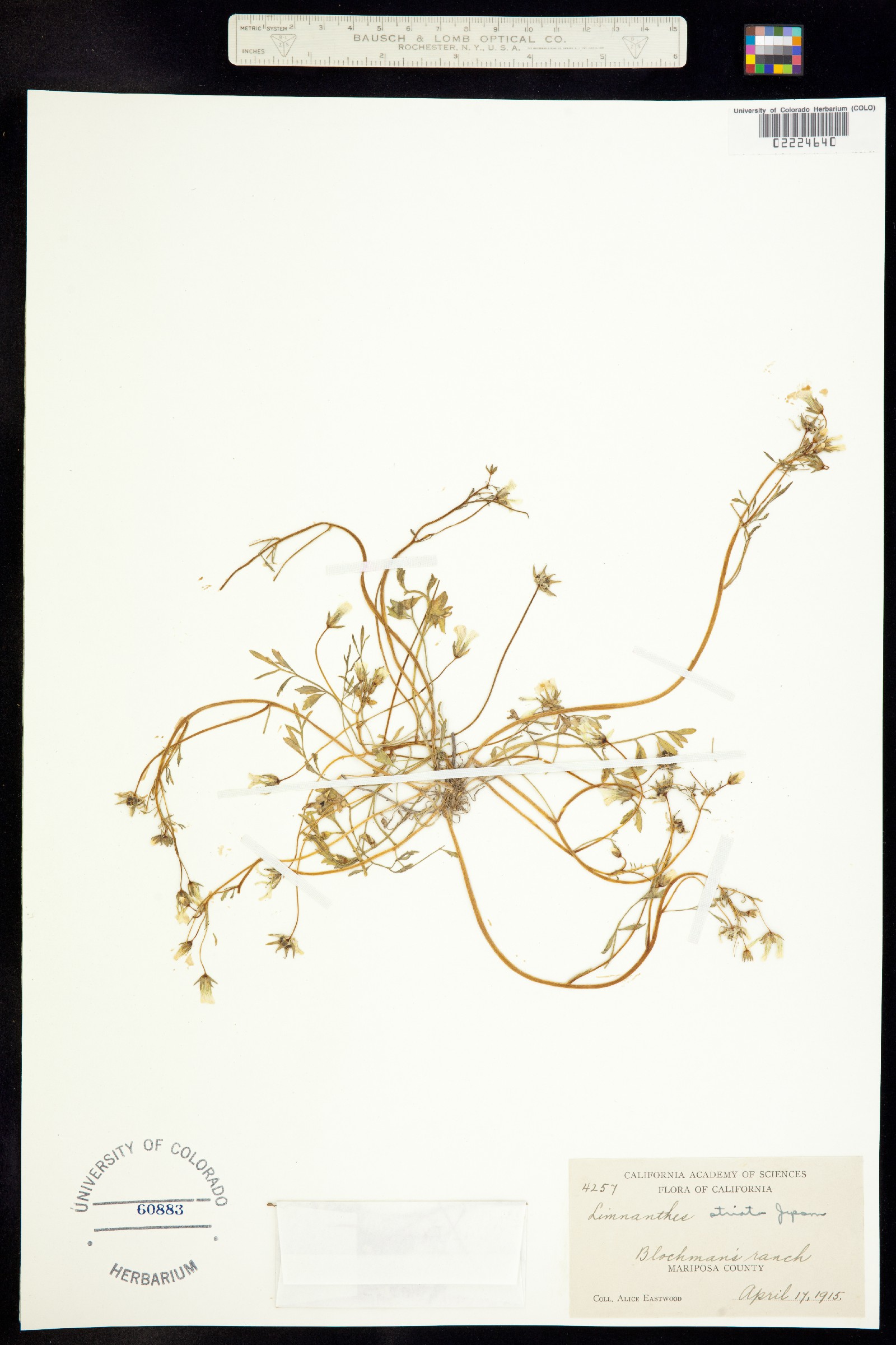 Limnanthes douglasii image