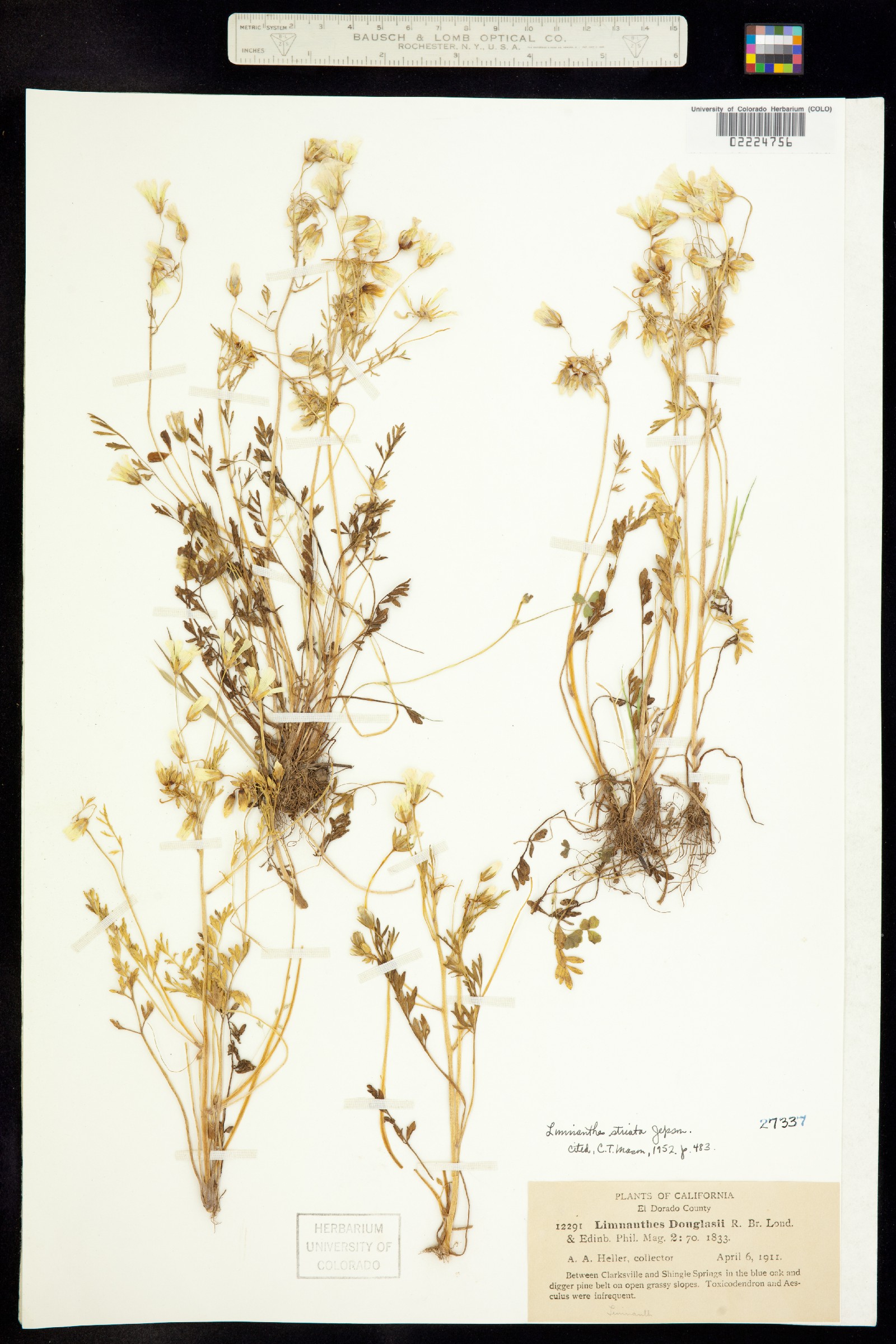 Limnanthes douglasii ssp. striata image