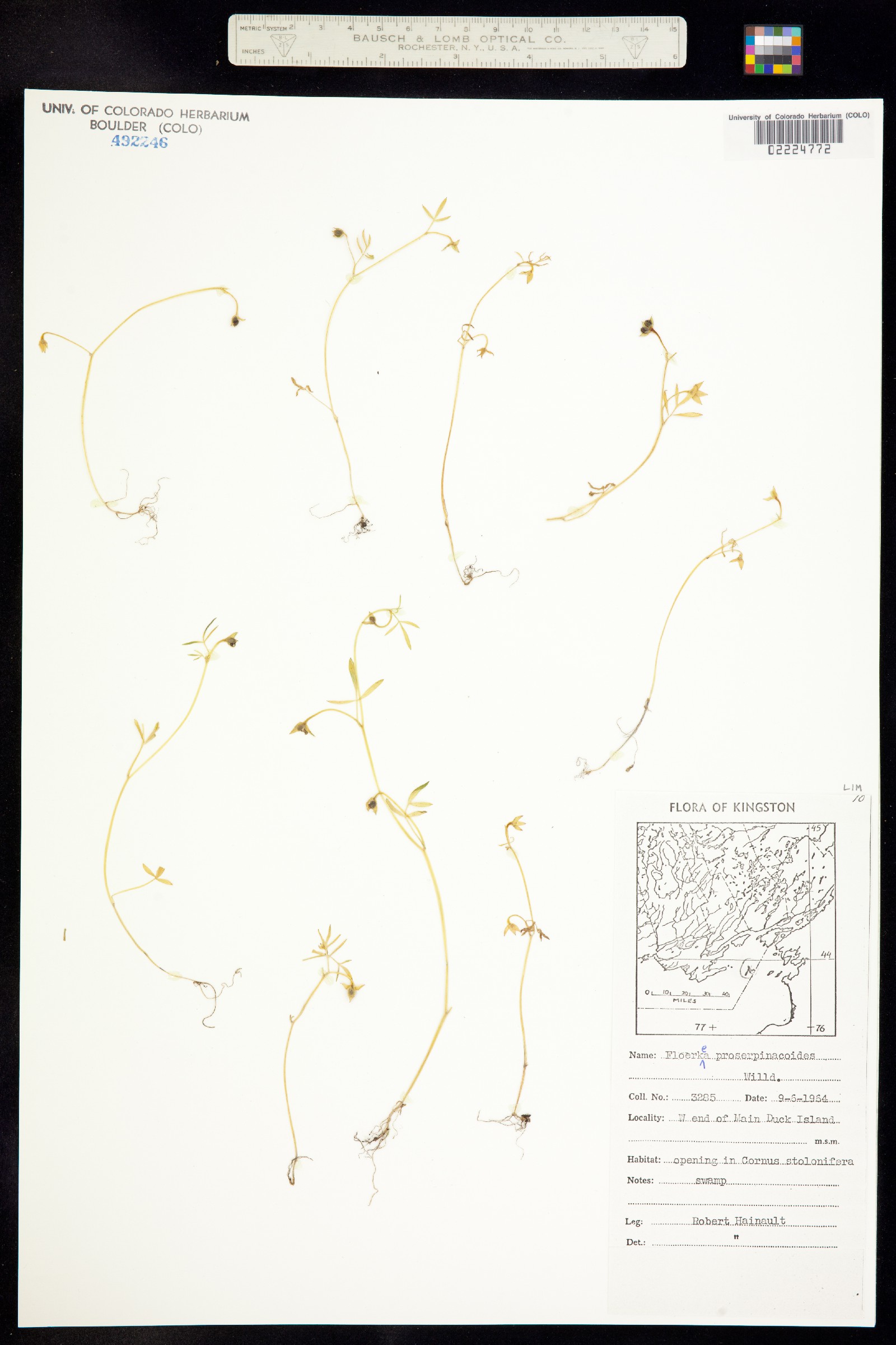 Floerkea proserpinacoides image