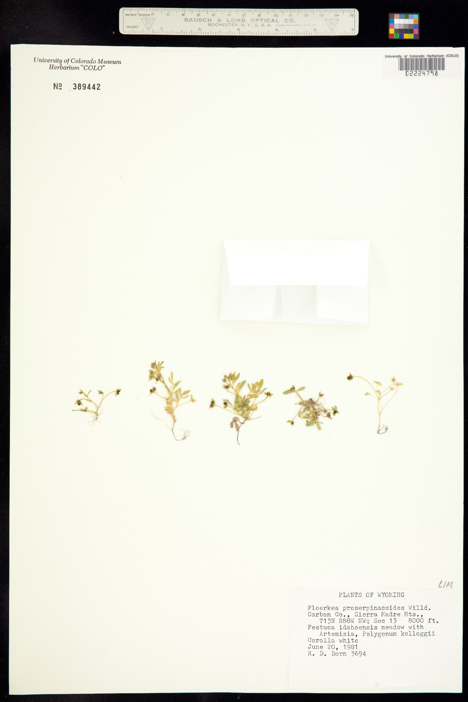 Floerkea proserpinacoides image